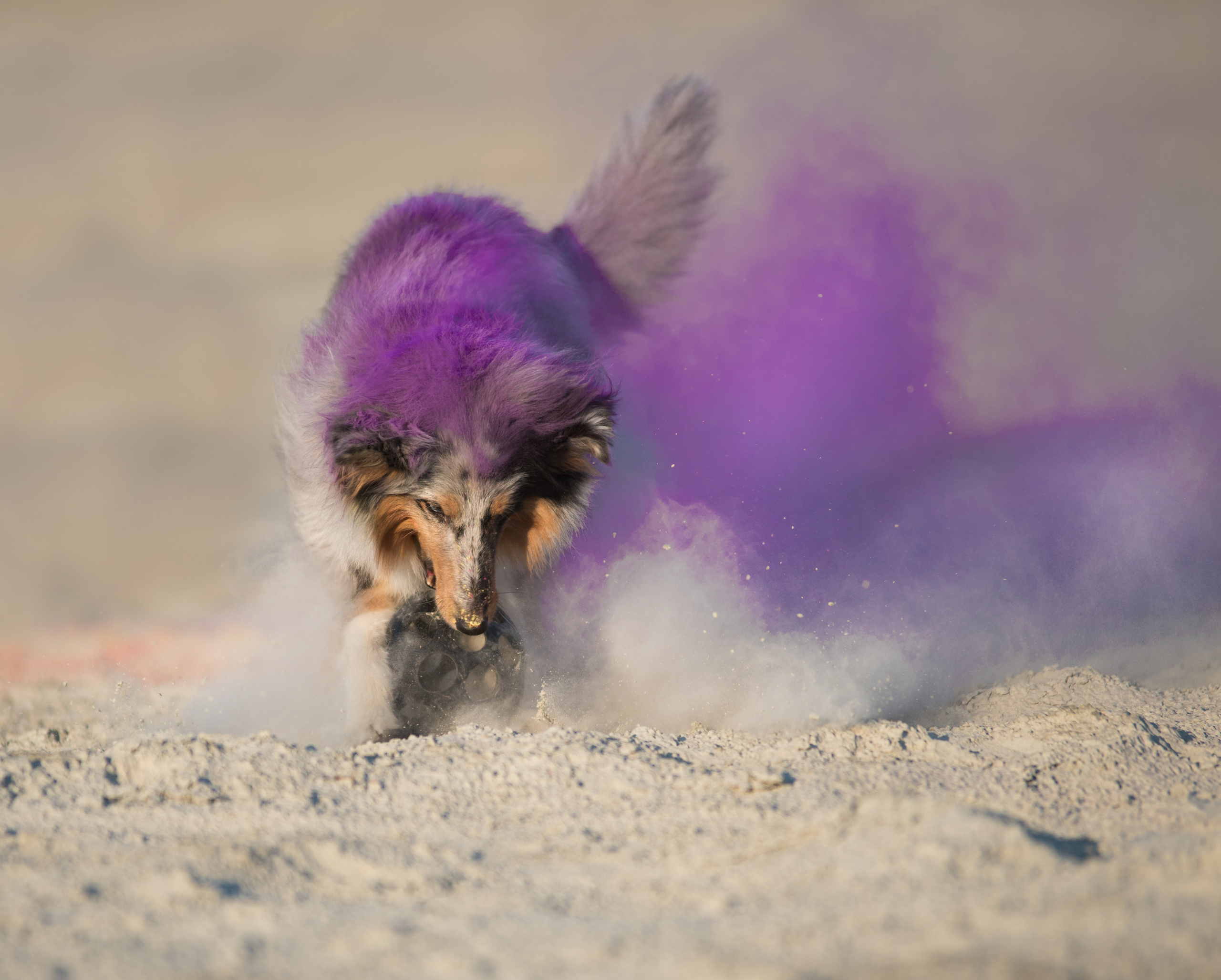 Портфолио. Фотограф-анималист в Екатеринбурге Марина Шишкина