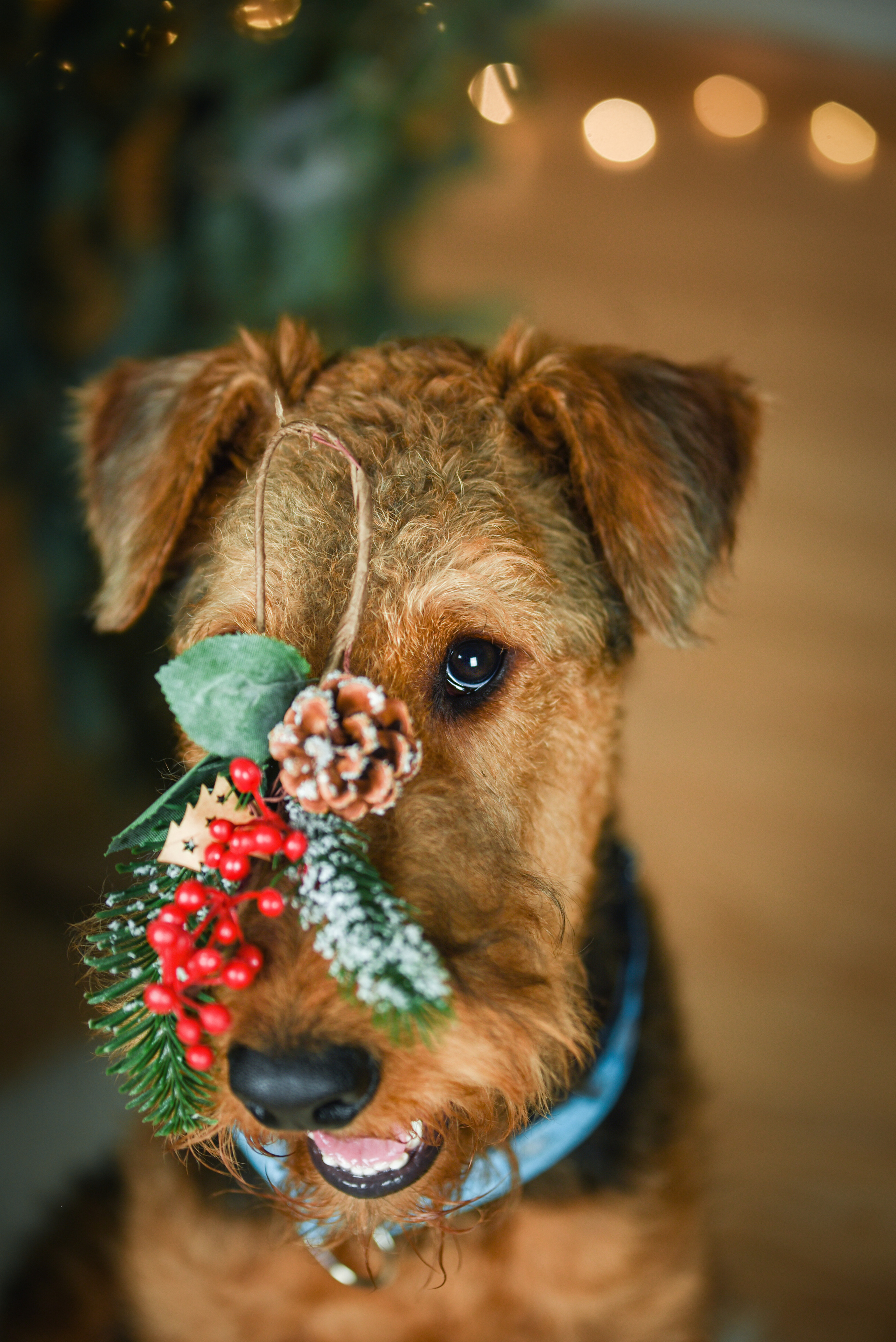 Портфолио. Фотограф-анималист в Екатеринбурге Марина Шишкина