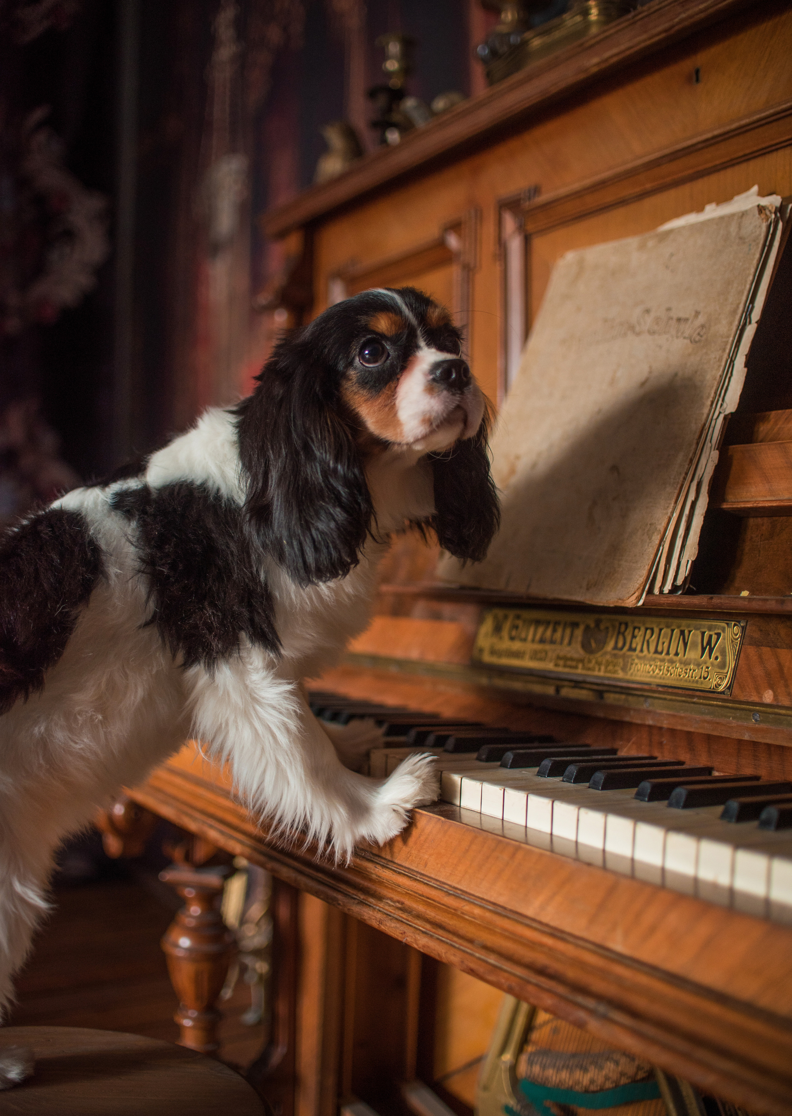 Портфолио. Фотограф-анималист в Екатеринбурге Марина Шишкина