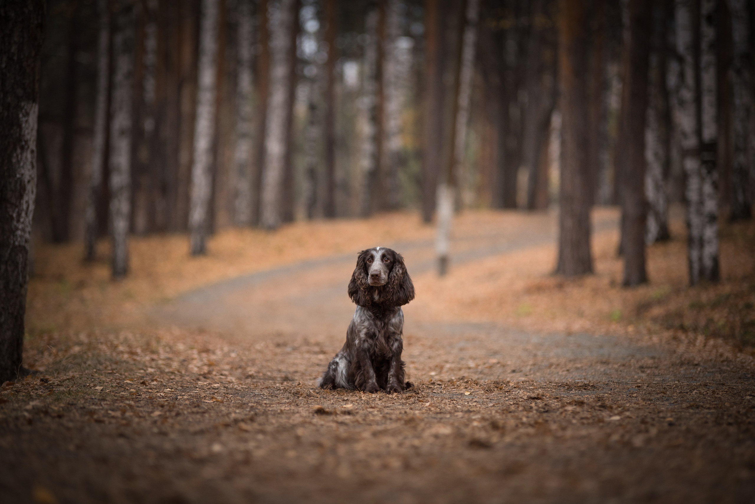 Портфолио. Фотограф-анималист в Екатеринбурге Марина Шишкина