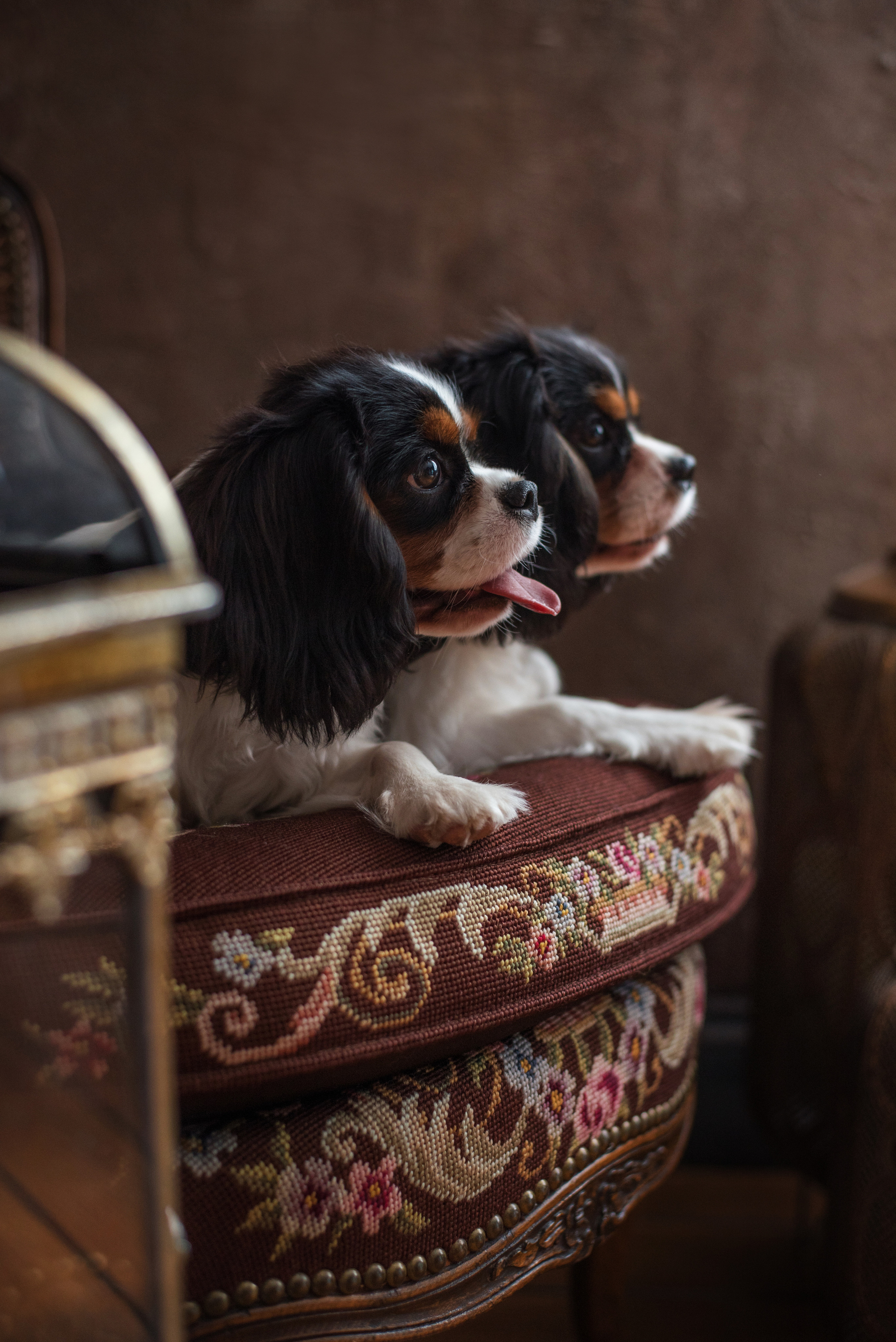 Портфолио. Фотограф-анималист в Екатеринбурге Марина Шишкина