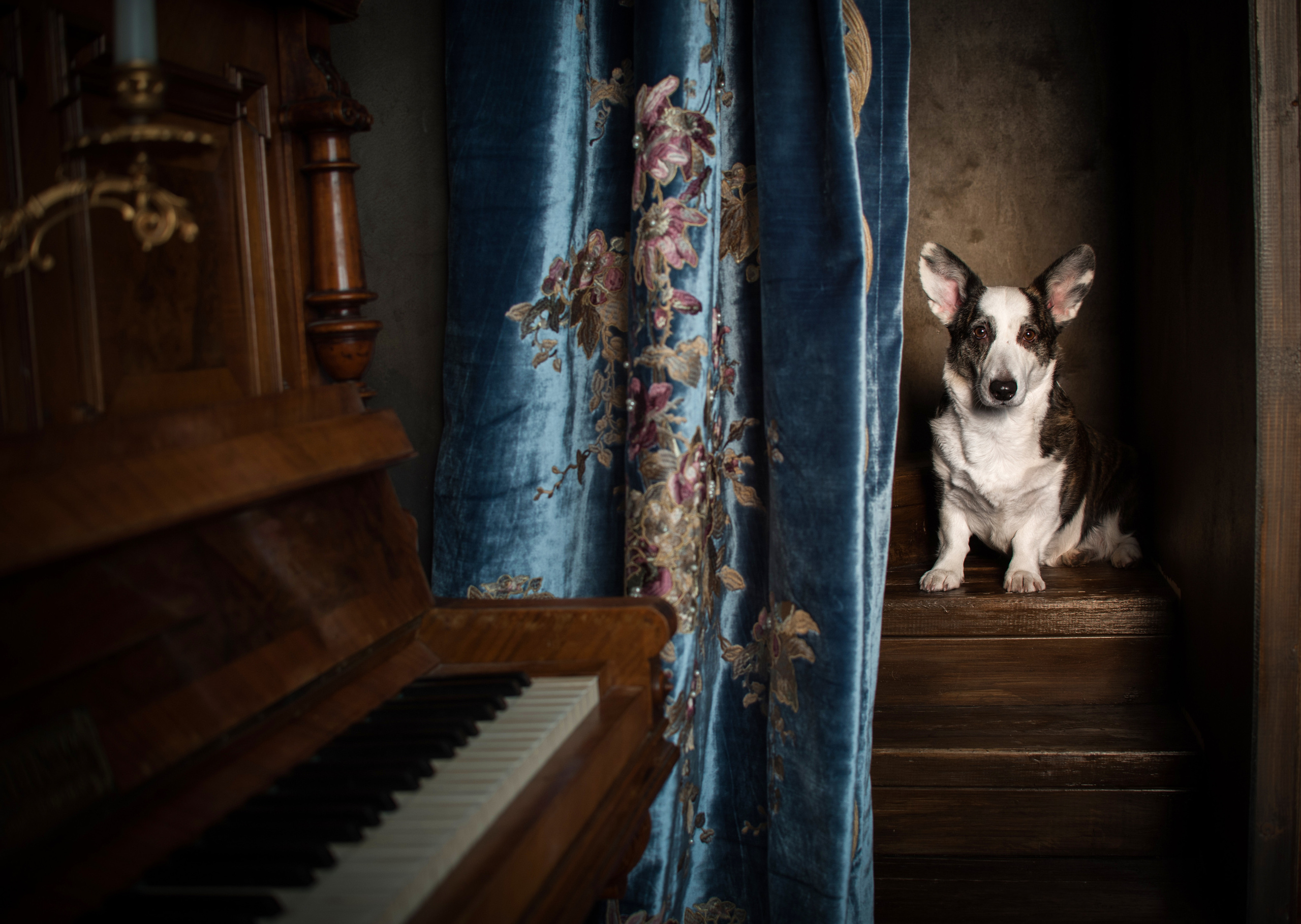 Фотограф-анималист в Екатеринбурге Марина Шишкина