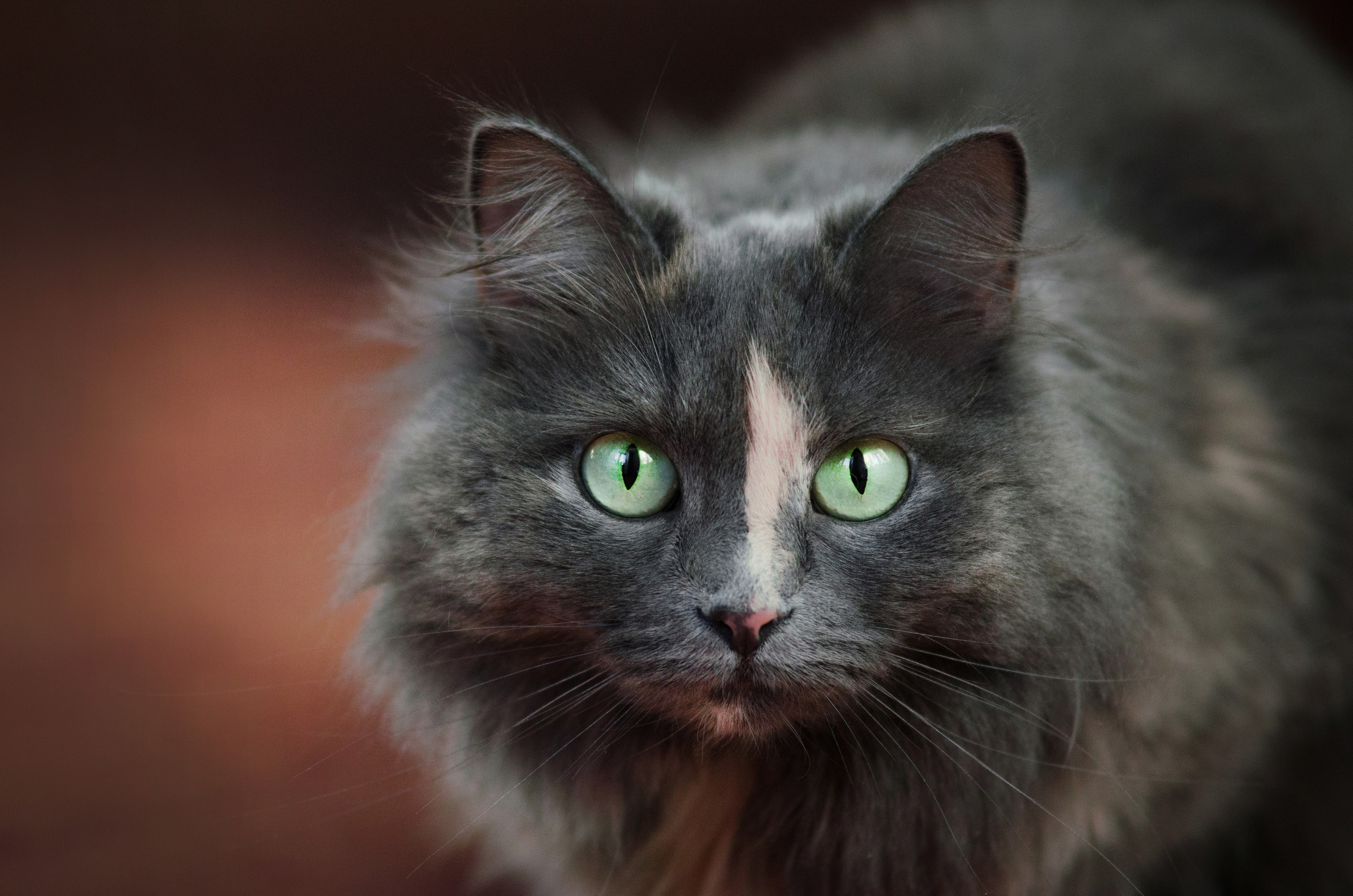 Портфолио. Фотограф-анималист в Екатеринбурге Марина Шишкина