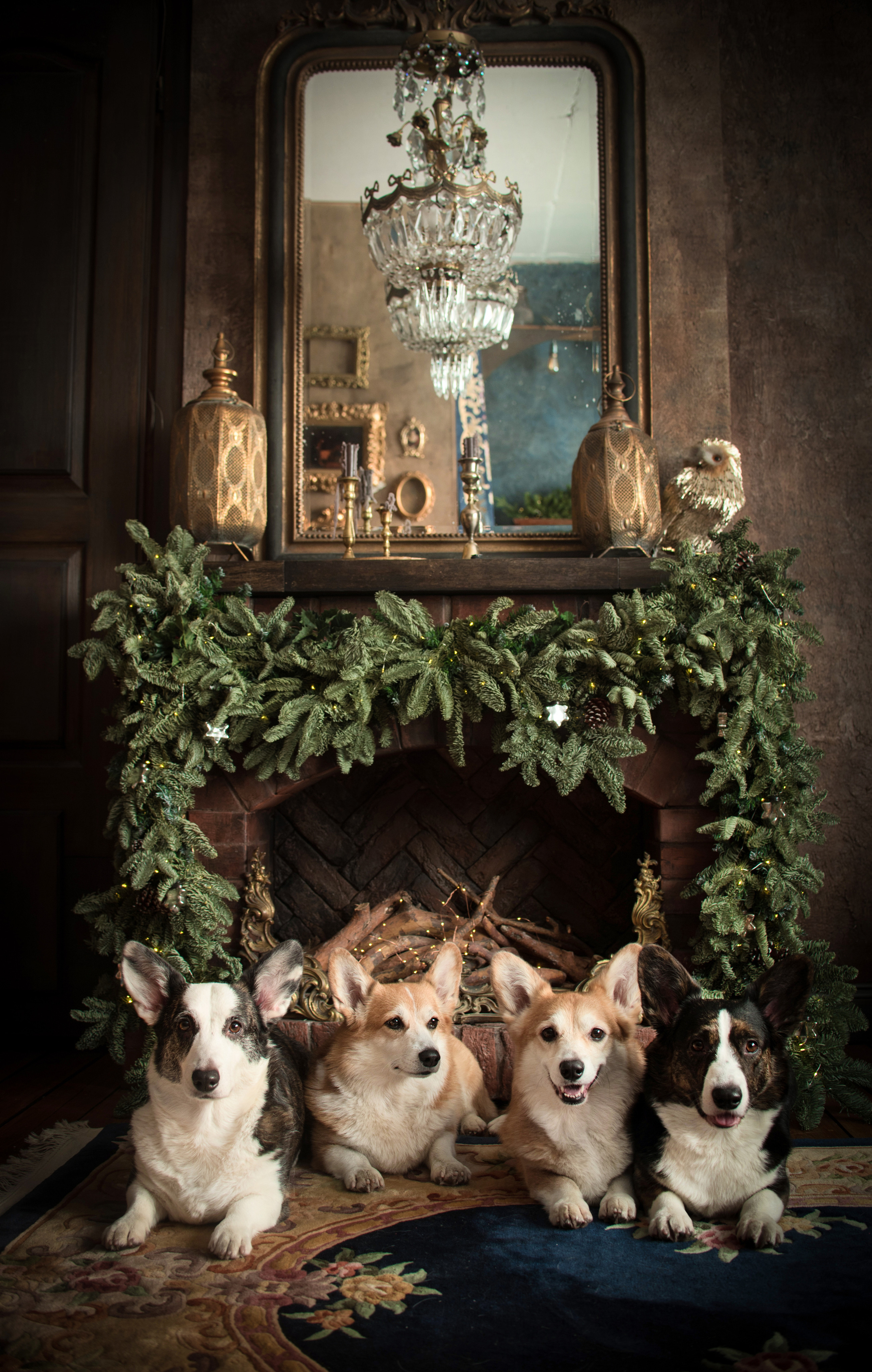 Портфолио. Фотограф-анималист в Екатеринбурге Марина Шишкина