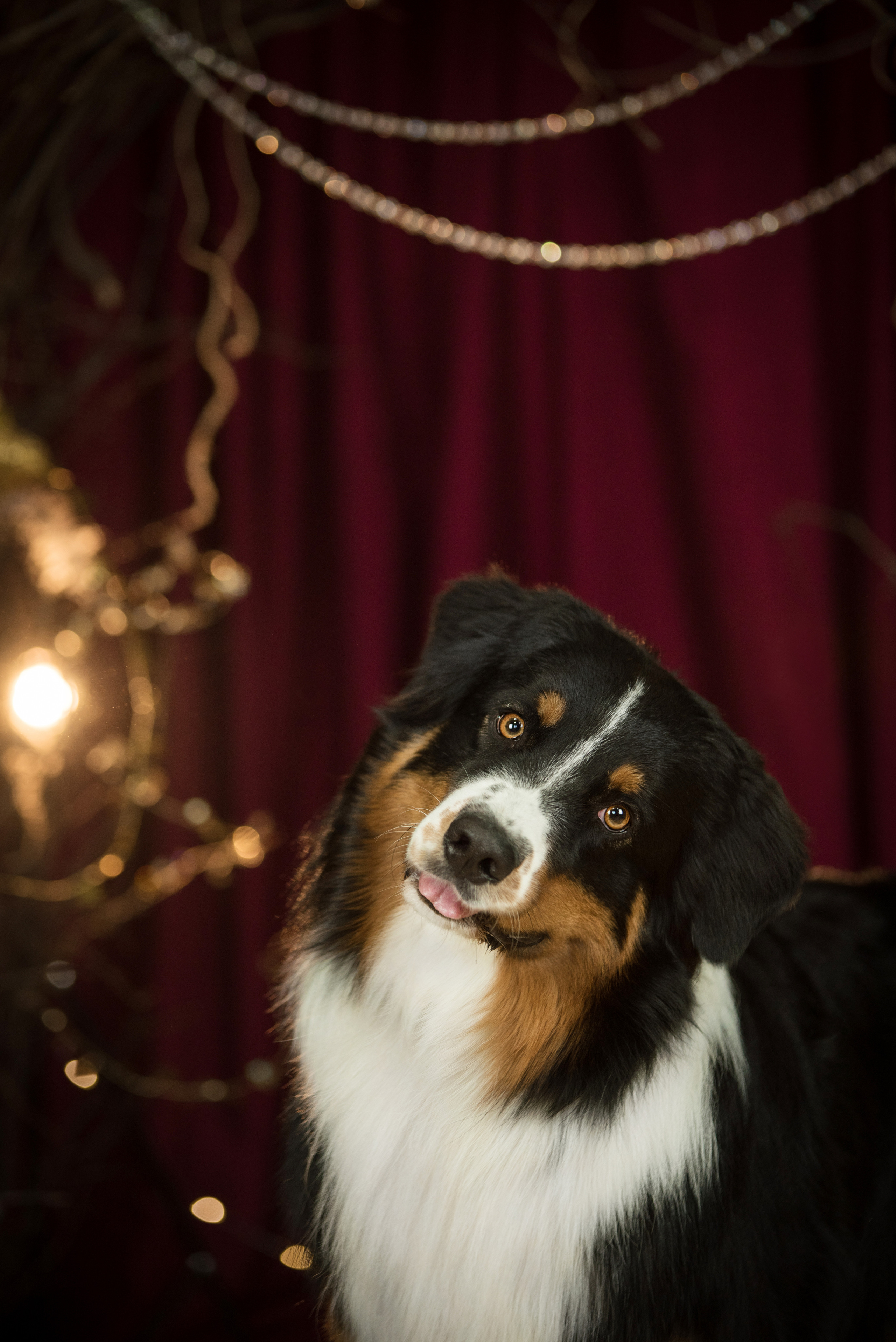 Портфолио. Фотограф-анималист в Екатеринбурге Марина Шишкина