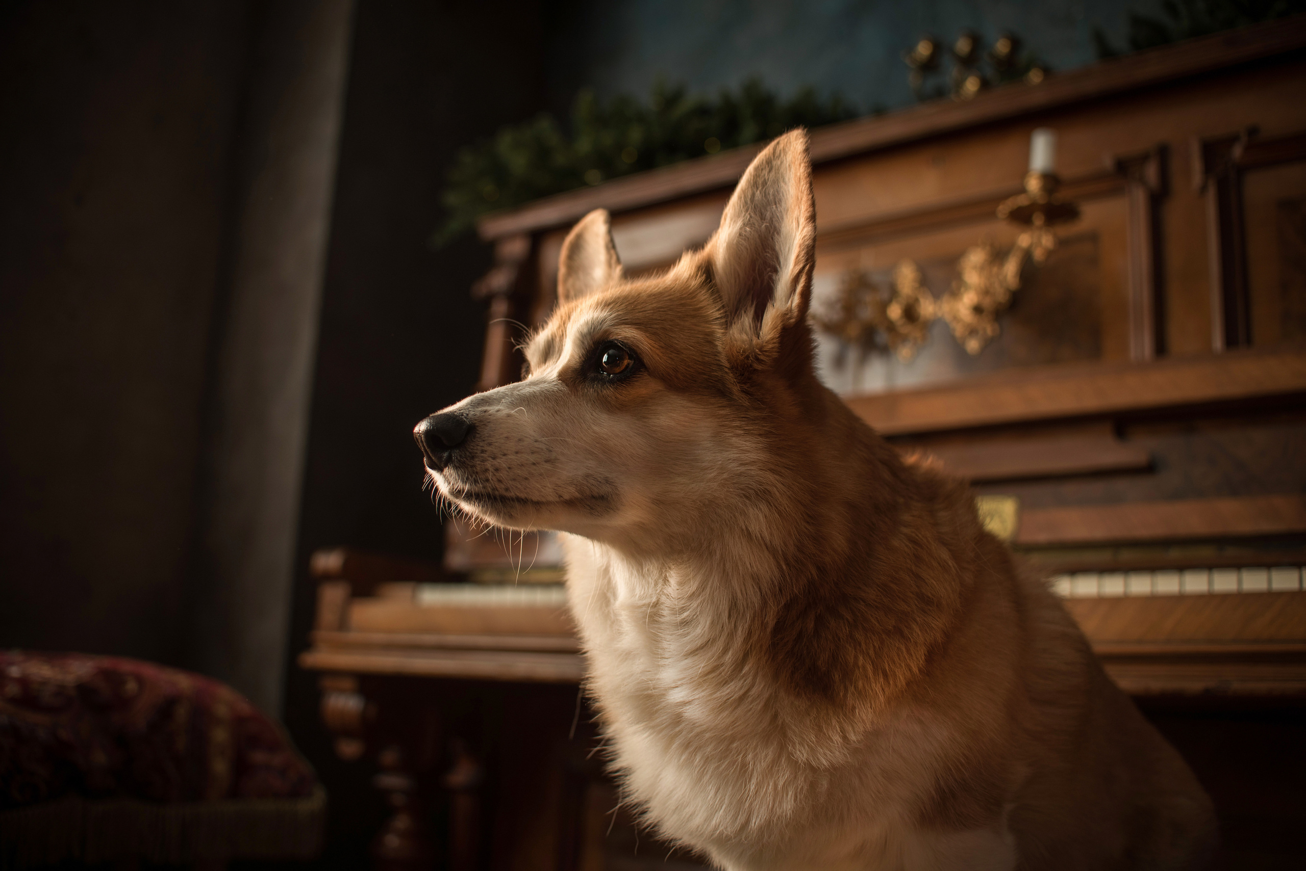 Портфолио. Фотограф-анималист в Екатеринбурге Марина Шишкина