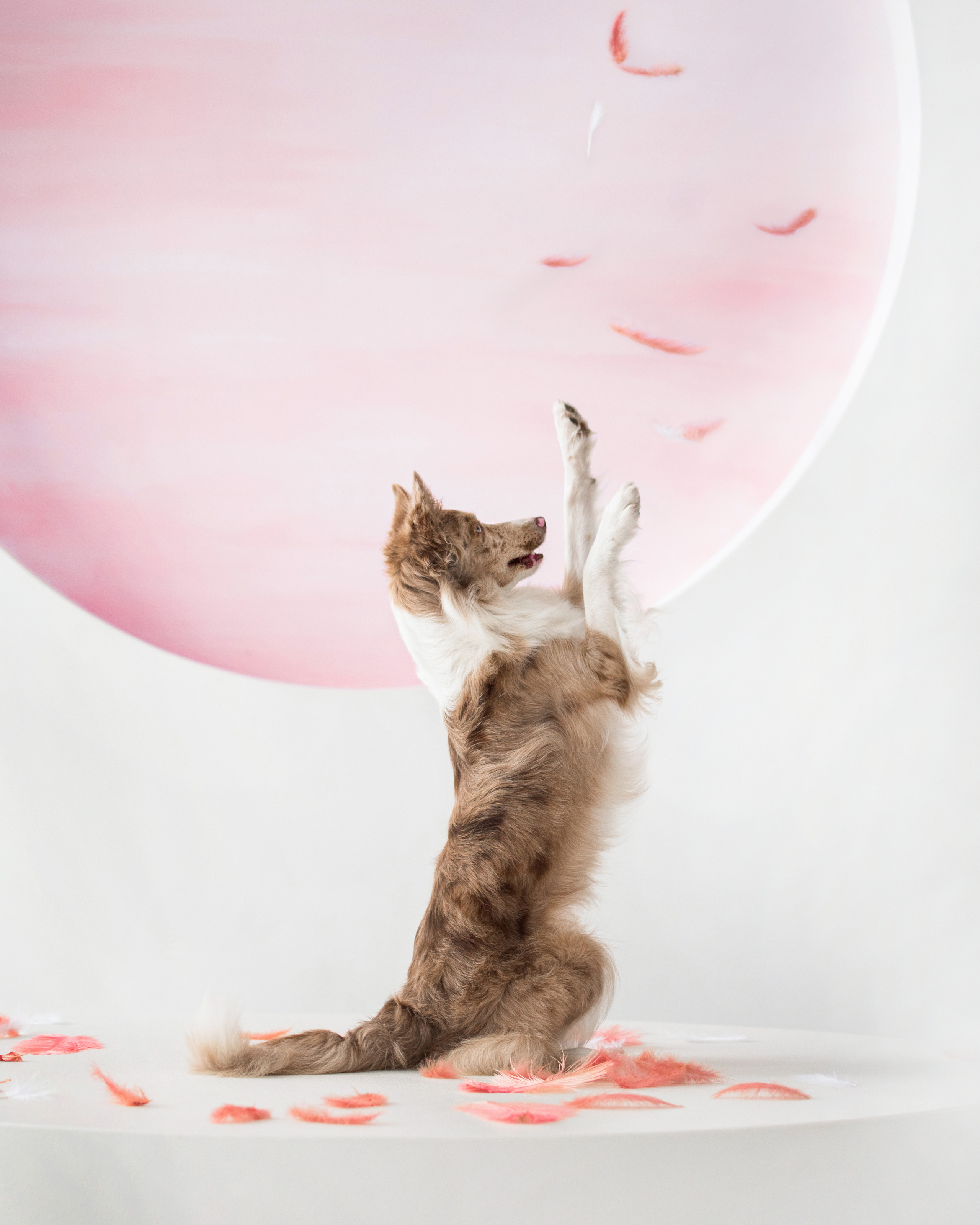 Портфолио. Фотограф-анималист в Екатеринбурге Марина Шишкина