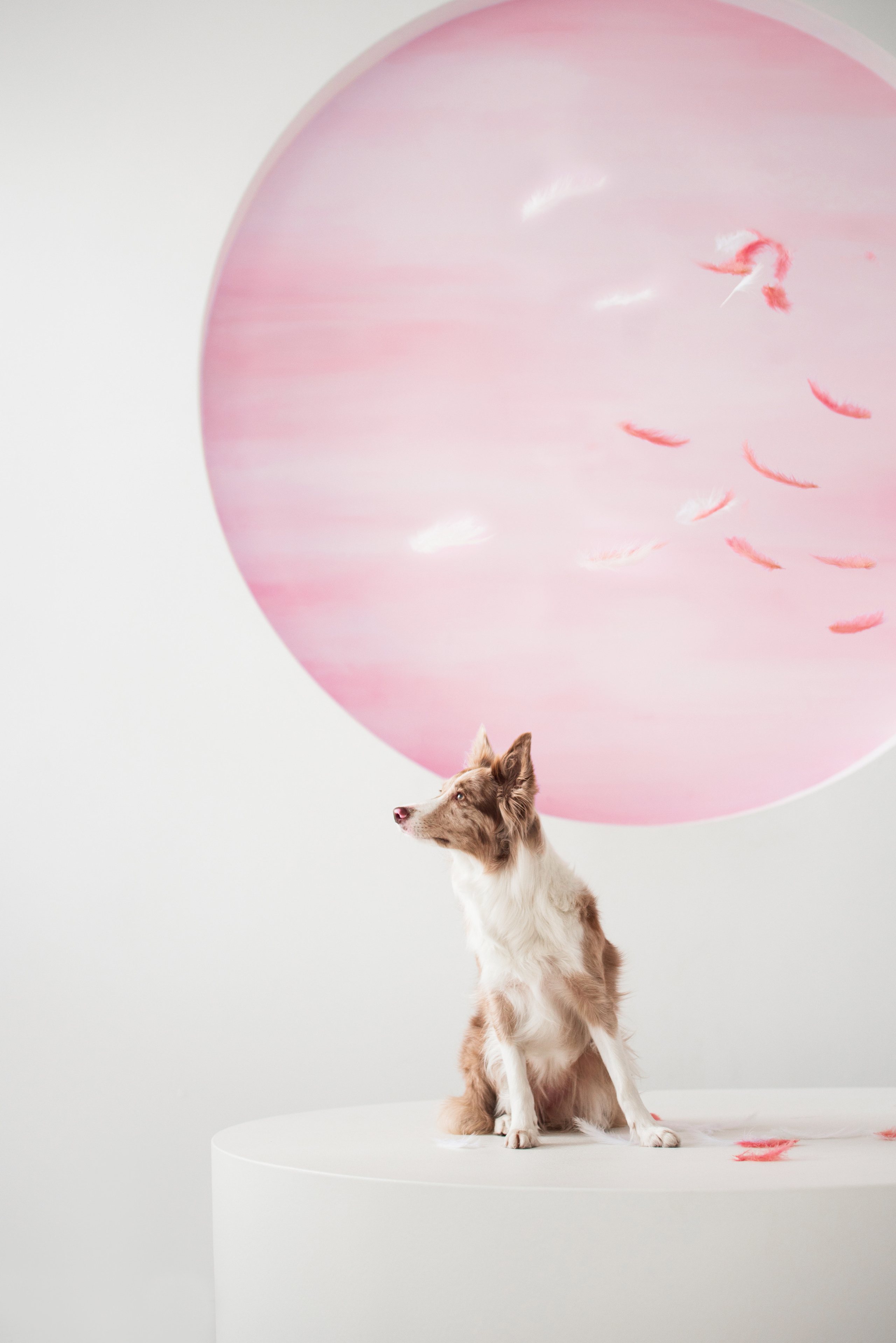 Портфолио. Фотограф-анималист в Екатеринбурге Марина Шишкина