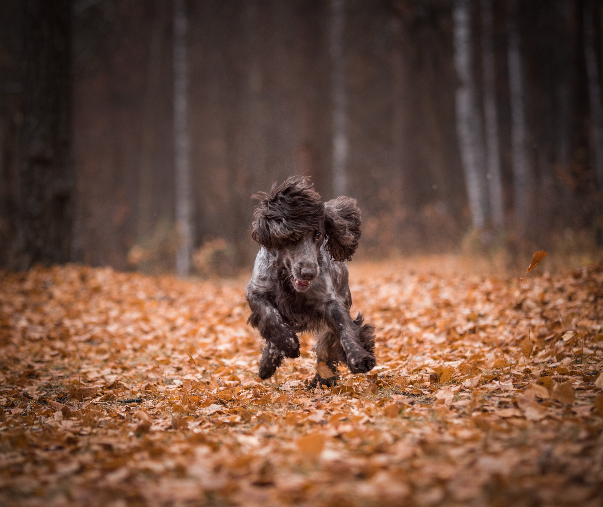 Портфолио. Фотограф-анималист в Екатеринбурге Марина Шишкина