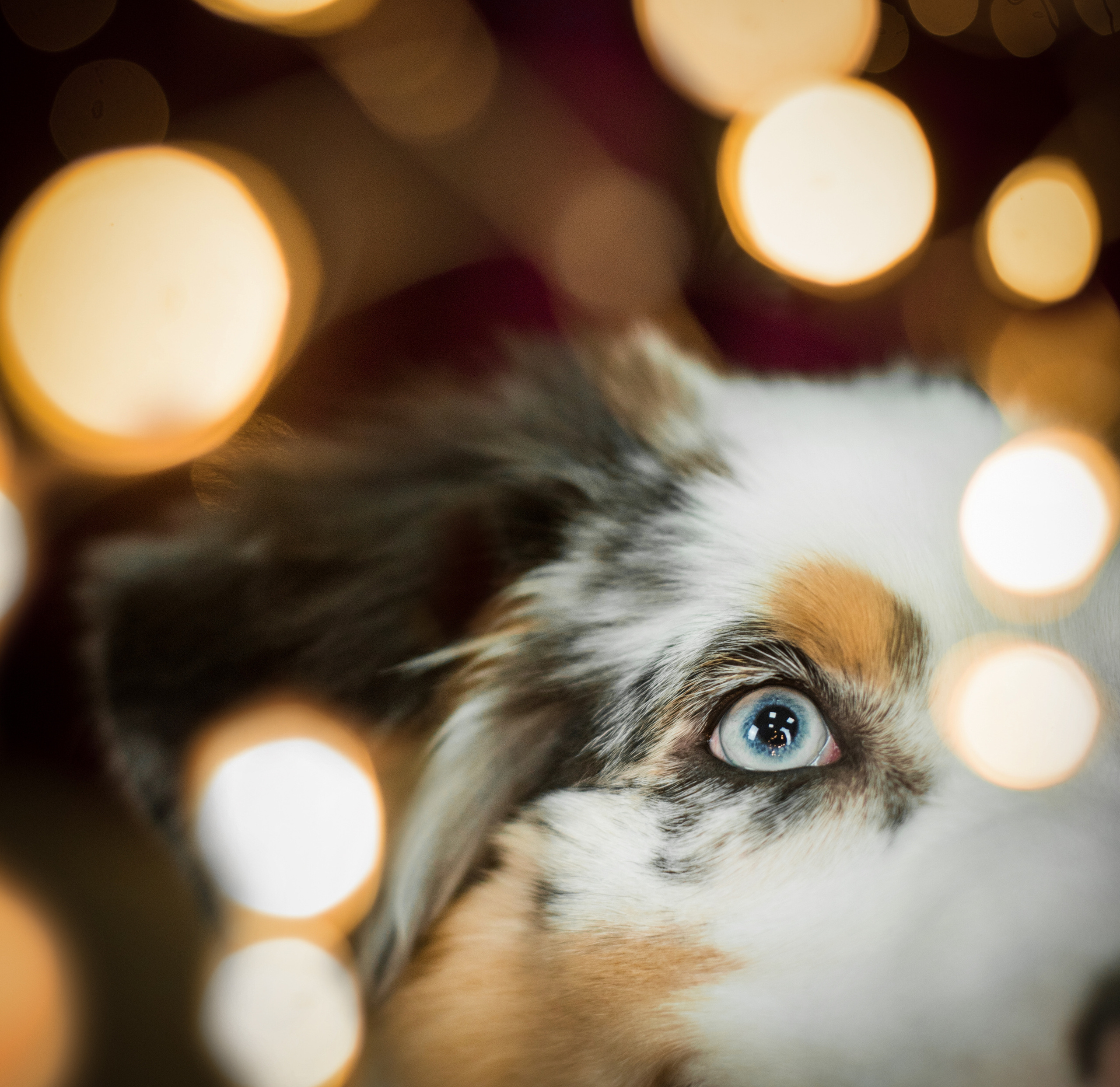 Портфолио. Фотограф-анималист в Екатеринбурге Марина Шишкина