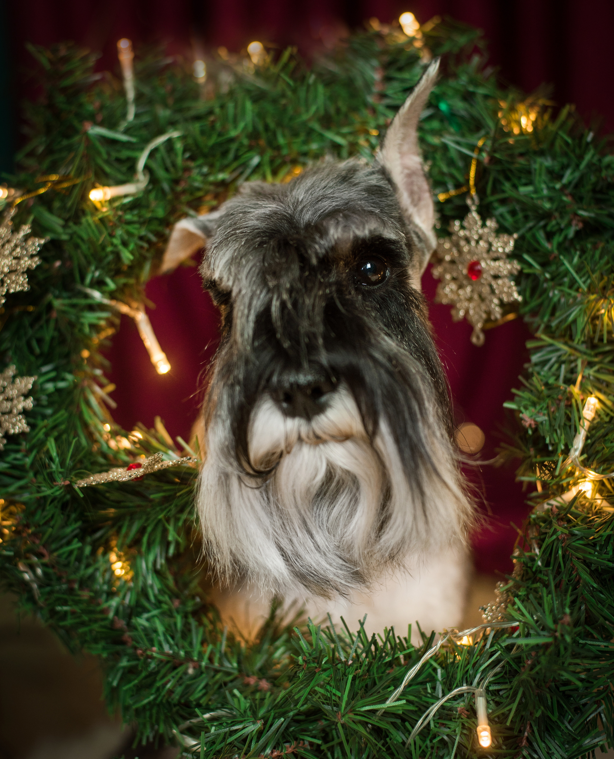 Портфолио. Фотограф-анималист в Екатеринбурге Марина Шишкина