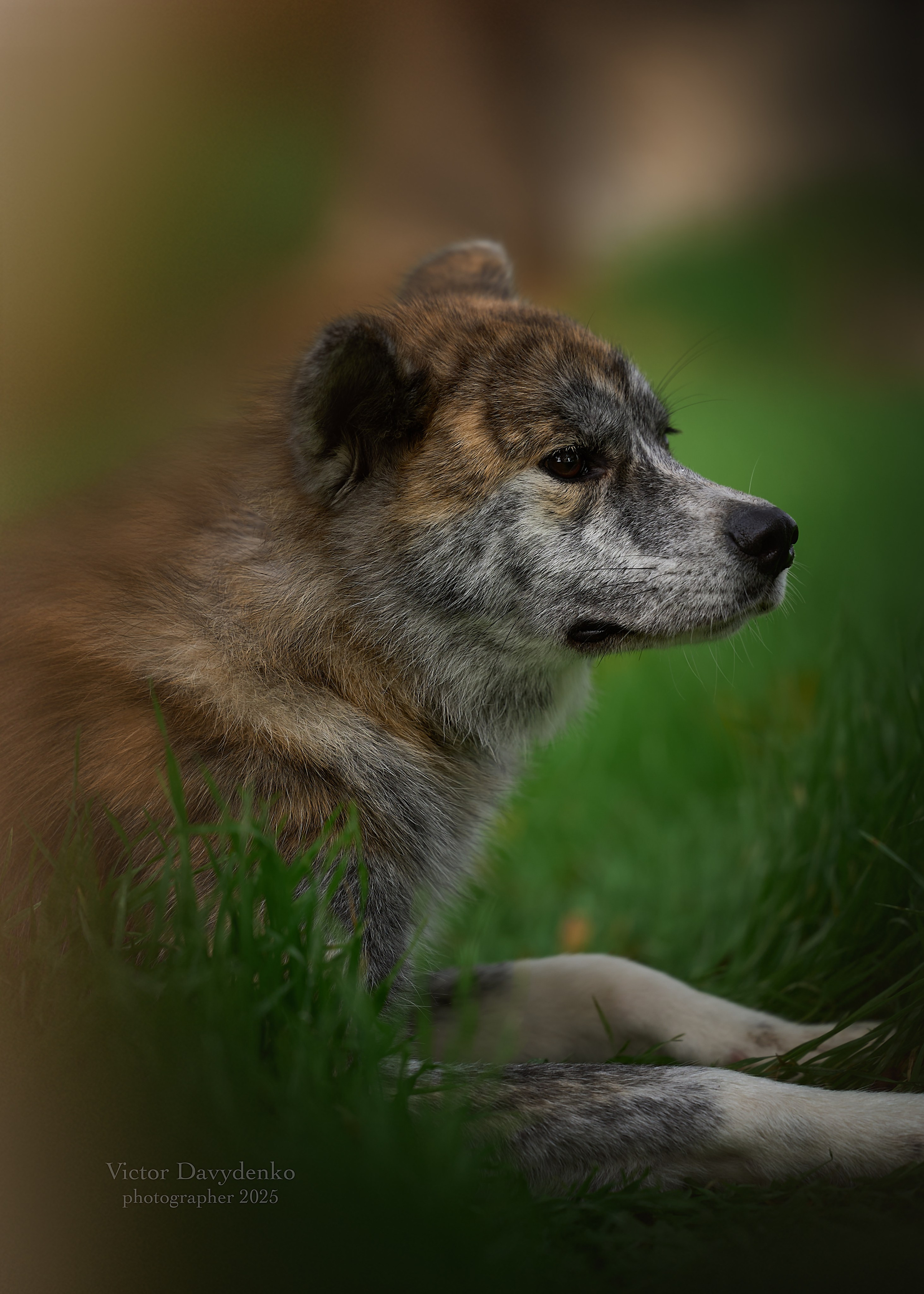 фотосессия собак краснодар выставка собак фотограф анималист сочи  акита