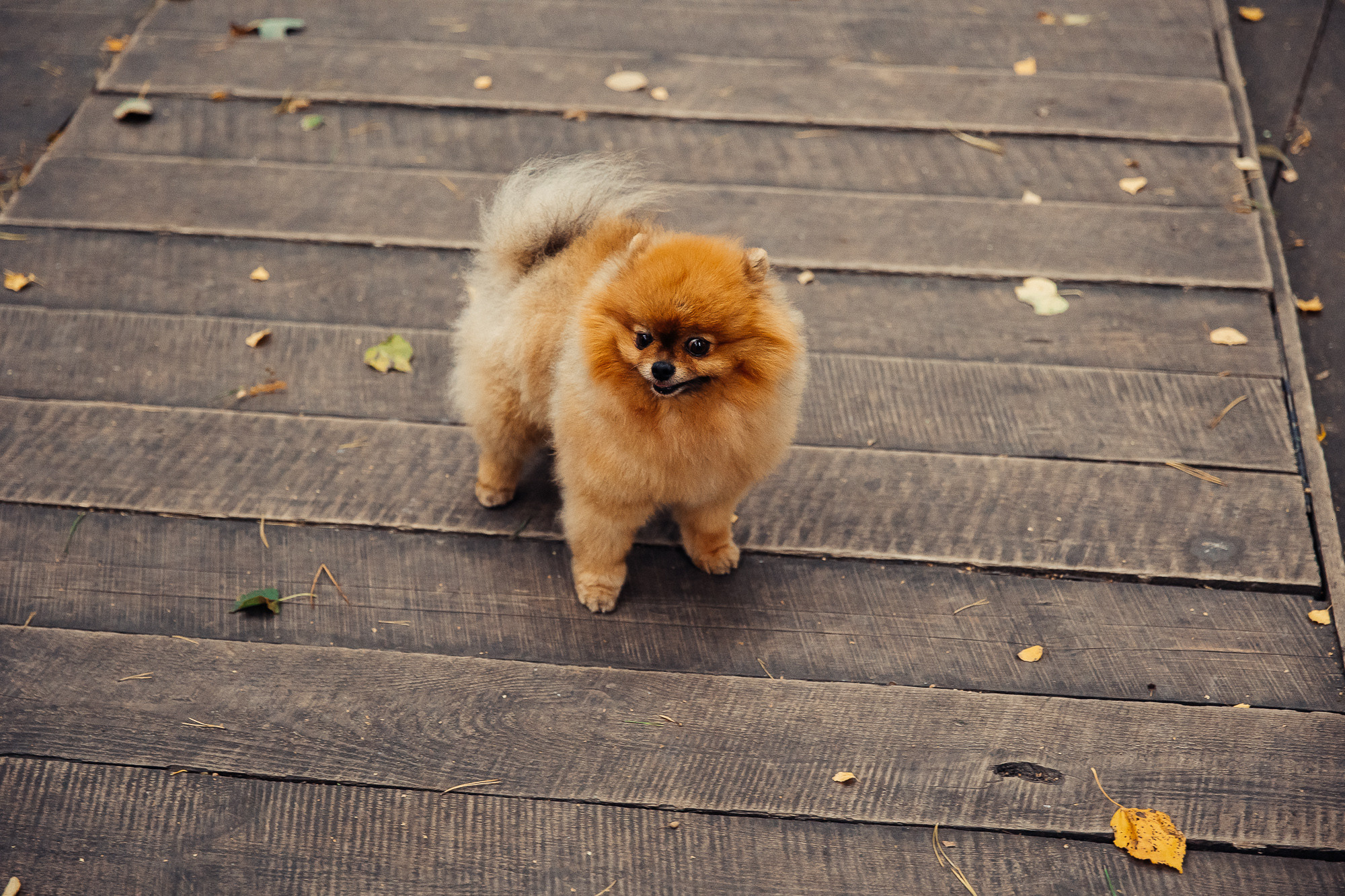 Егор и Мария. Организация и координация свадебных и семейных торжеств