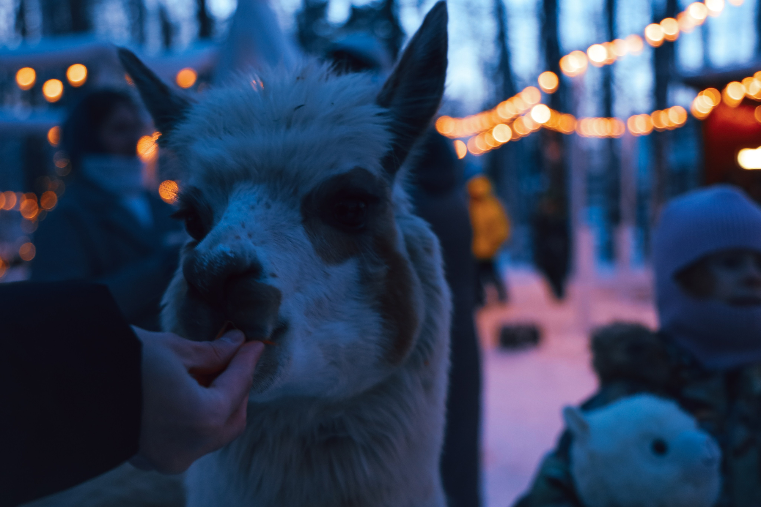 Alpaca park. Фотограф/дизайнер в Екатеринбурге Хитрый Дмитрий