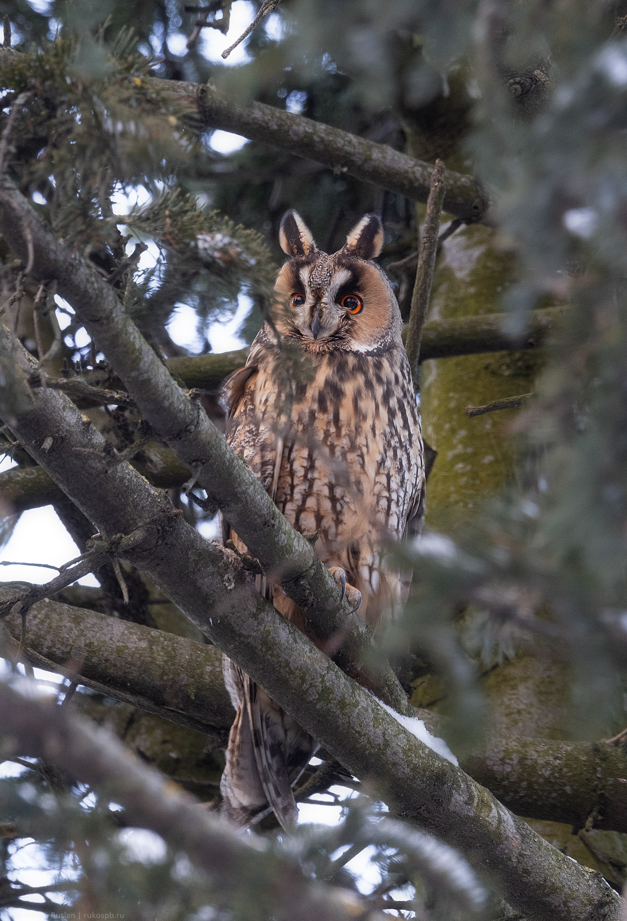 Ушастая сова. Архитектурный и пейзажный фотограф Кондратенко Руслан, Санкт-Петербург