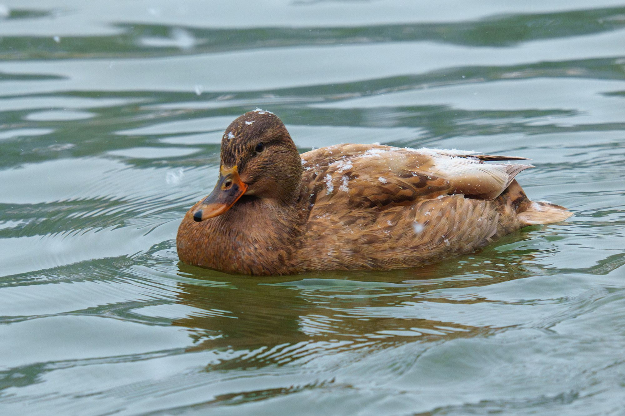 Удивительные мир птиц. Вокруг нас столько прекрасного — присмотритесь!. Ваш личный фотограф Марина Волкова