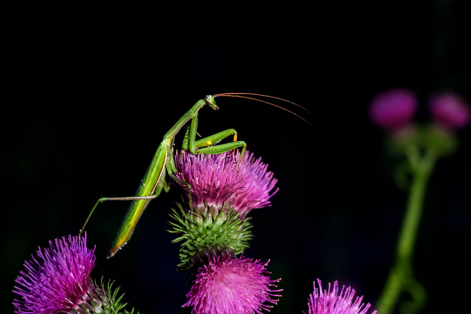 Макросъёмка. Ваш личный фотограф Марина Волкова