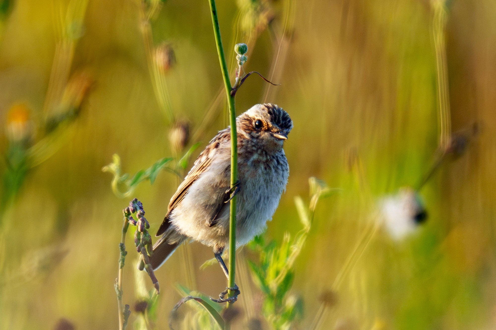 Удивительные мир птиц. Вокруг нас столько прекрасного — присмотритесь!. Ваш личный фотограф Марина Волкова