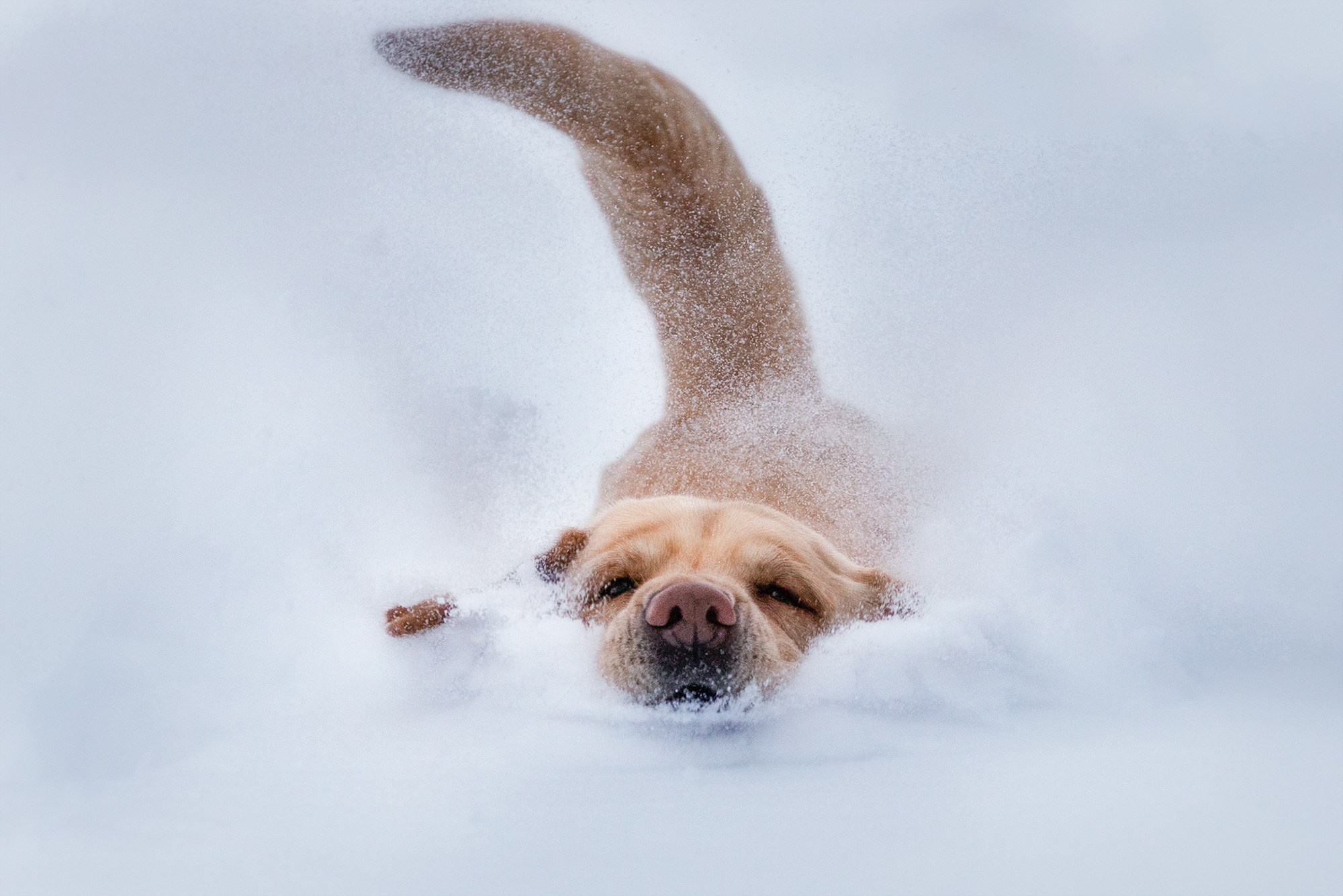На природе и в городе. Фотограф-анималист в Калуге Мария Шерскова