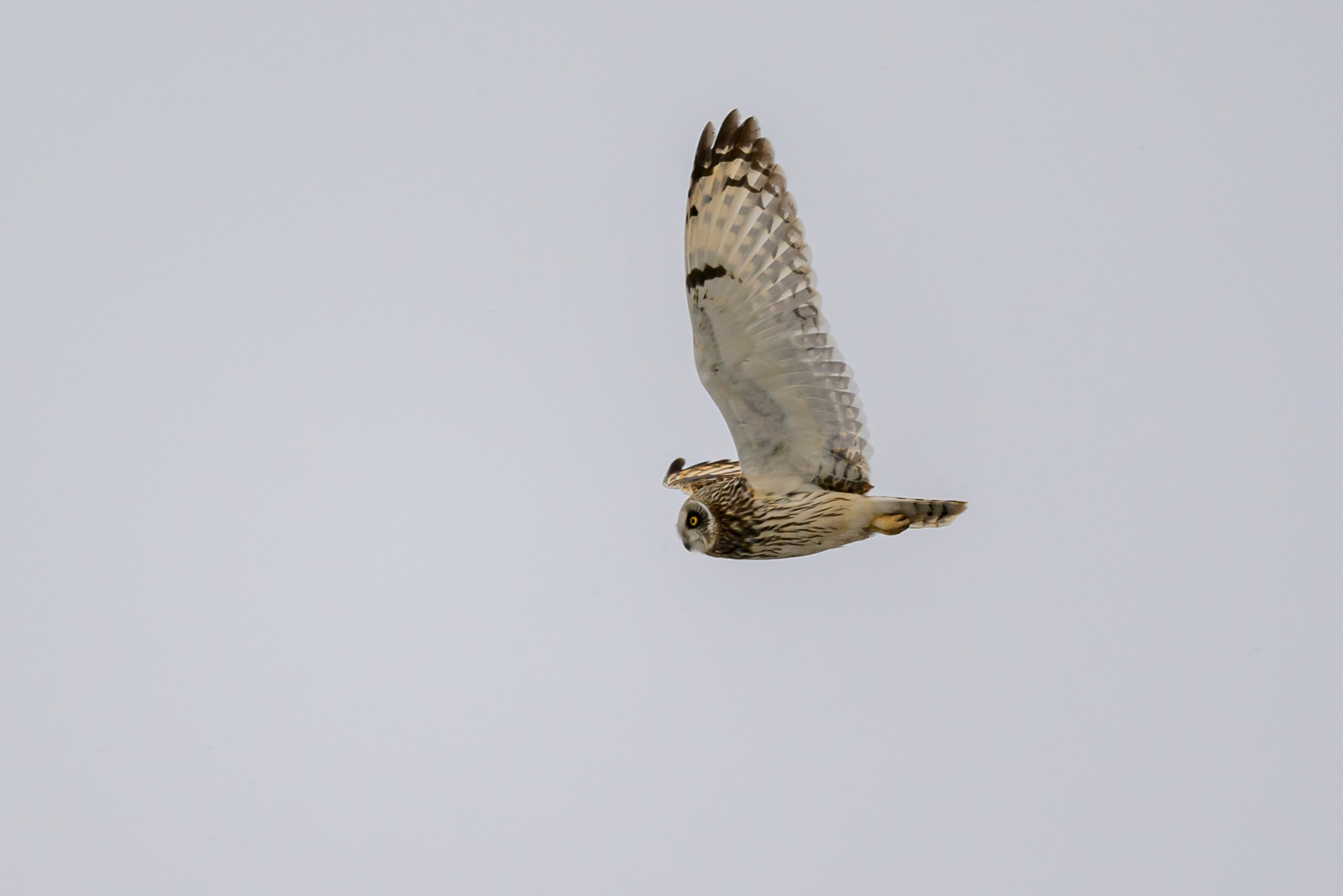 Болотная сова. Wildlife photography by Sergey Puponin