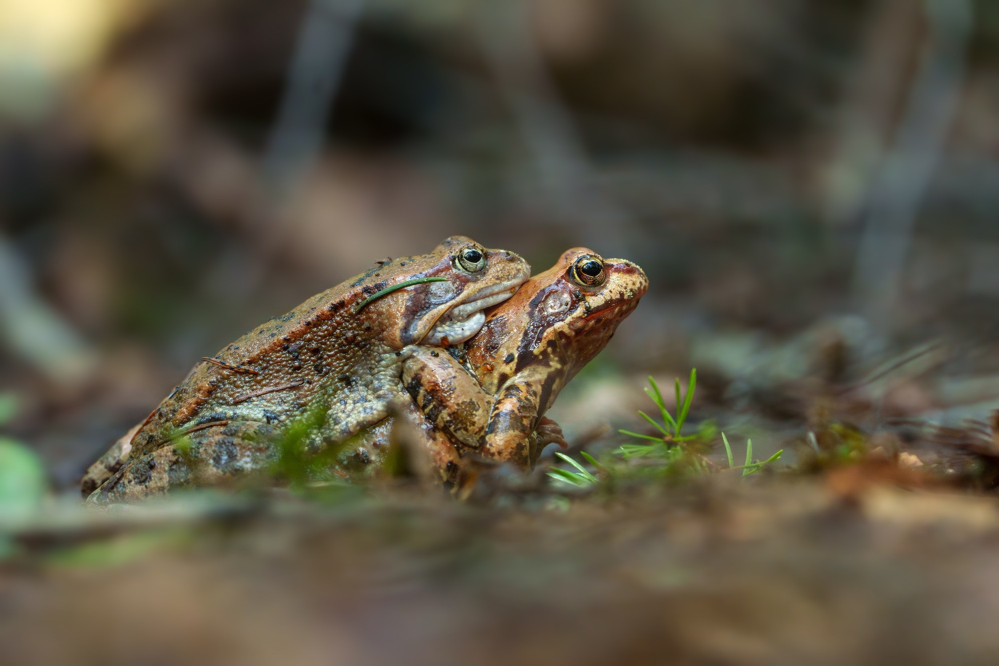 Животные. Ваш личный фотограф Марина Волкова