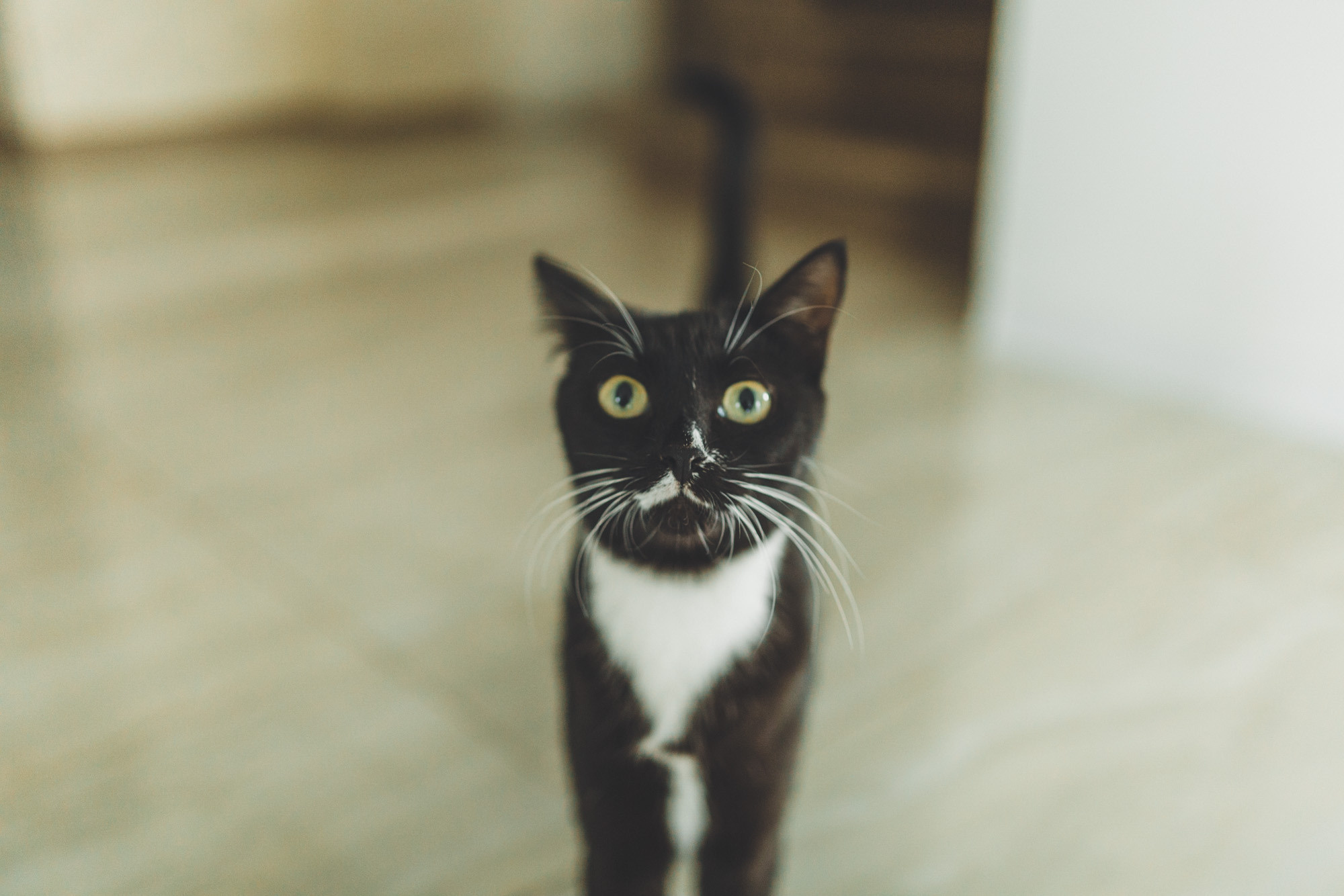 Քաղցր հարսանիքի օր. Հարսանեկան լուսանկարչություն Հայաստանում Ադամյանների ընտանիքի կողմից