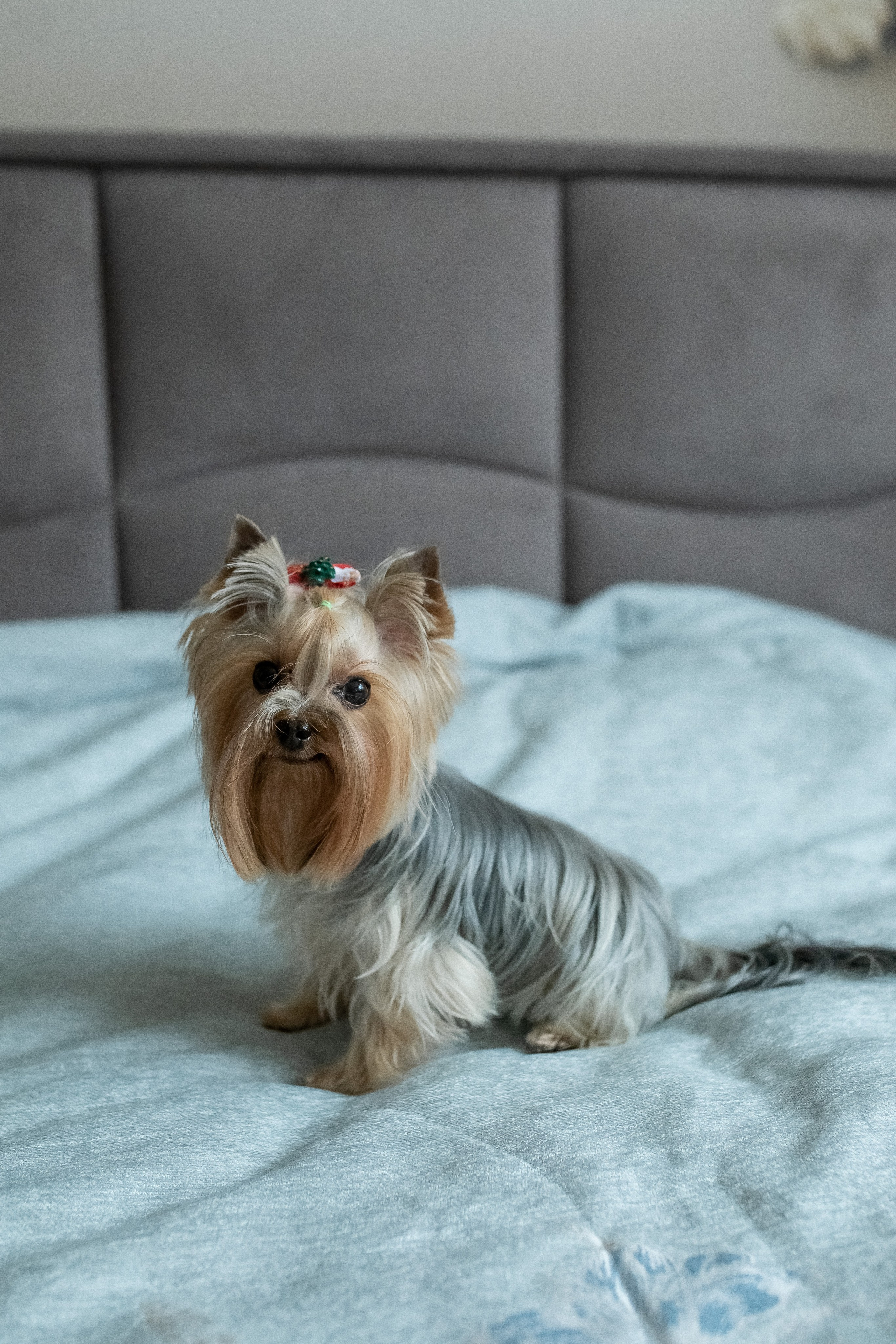 Тома и Даня с питомцами!. Профессиональный фотограф, Москва |Видное Елена Елизарова