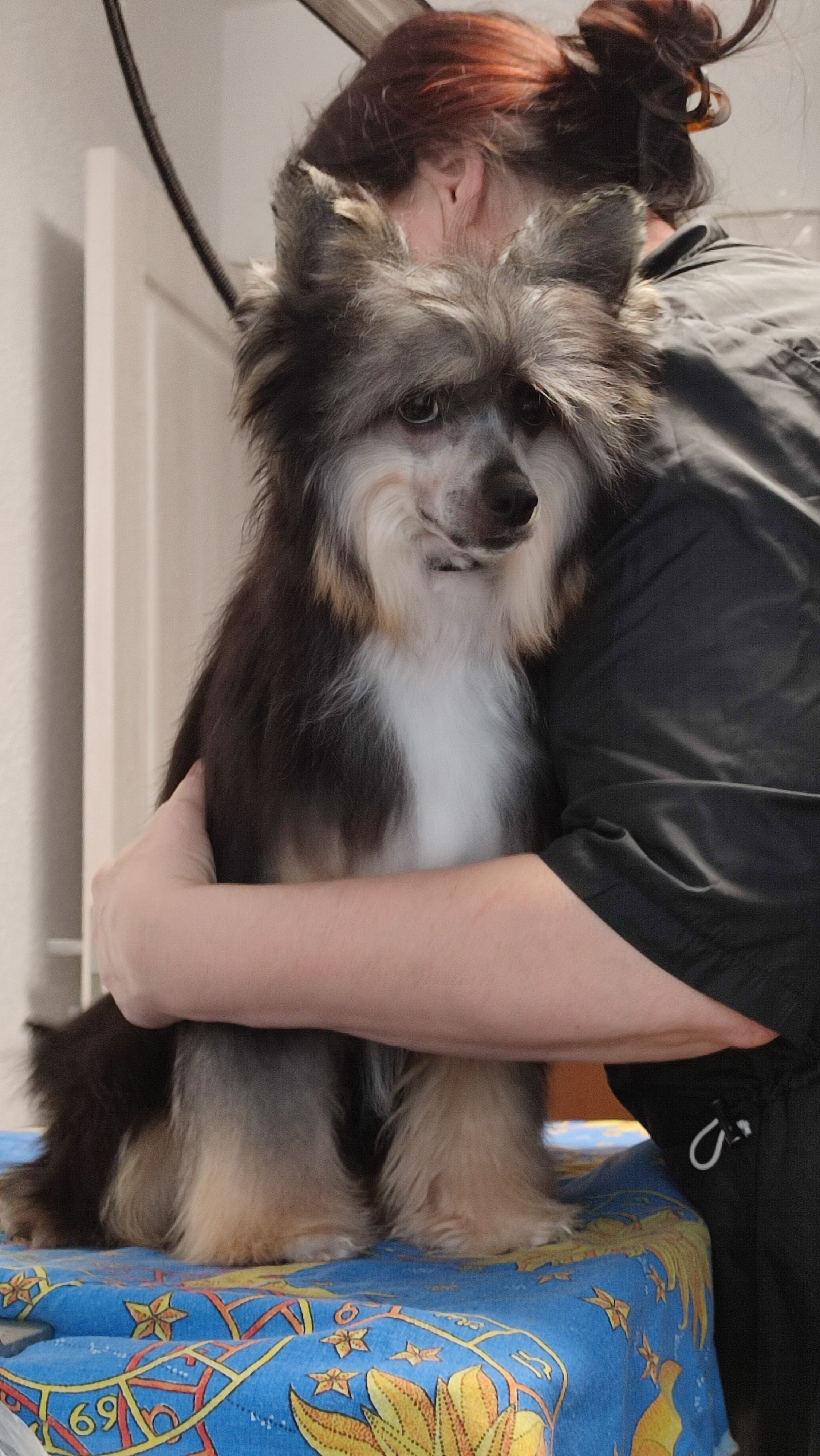 Нашей красавице Грэйсюше 7 месяцев. Питомник китайских хохлатых собак Poale Ell: купить щенка