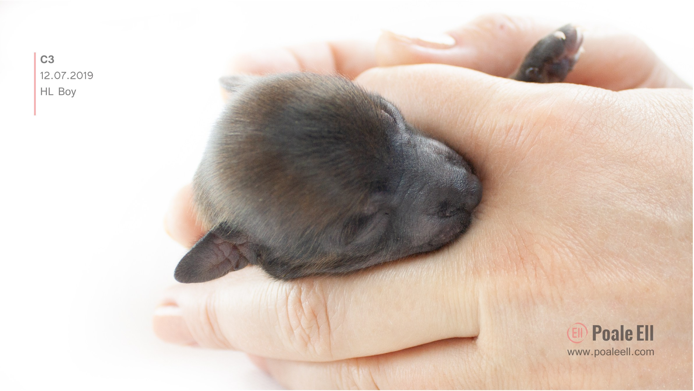 Litter C. Chinese Crested Dog Kennel Poale Ell