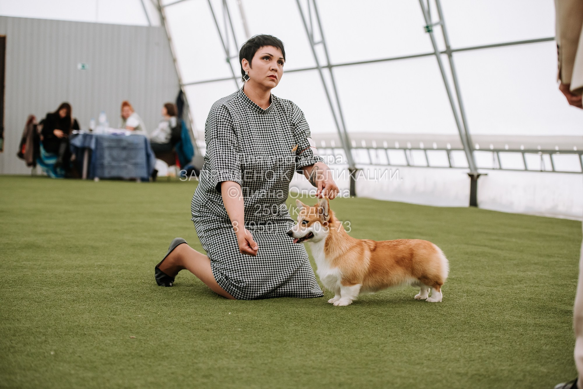Выставка собак Красноярск 2.06. Фотограф Диана Оленина Красноярск / Братск