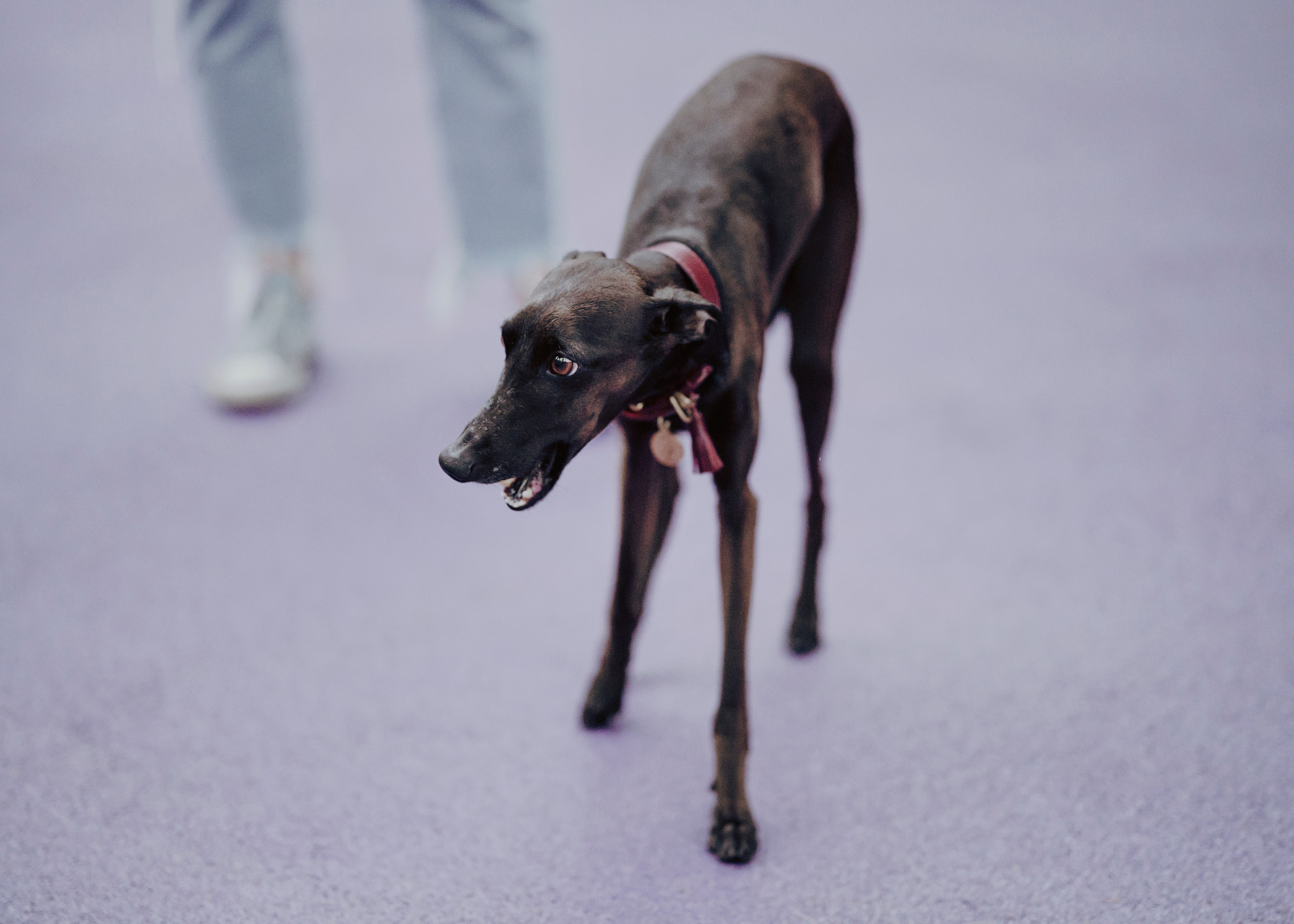 Дофи. Фотограф- анималист Александра Матвеева