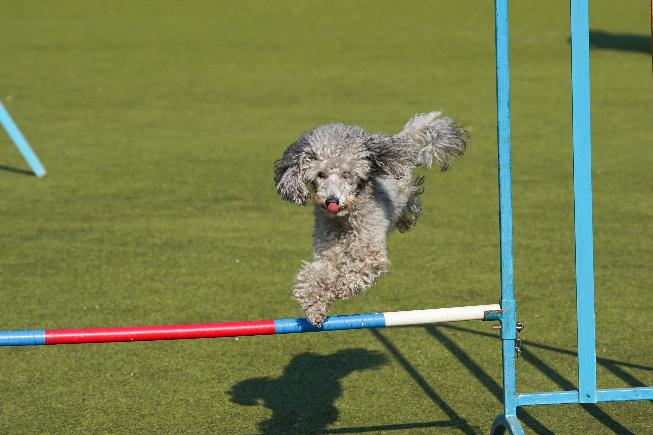 Аджилити 25.05.24, Санкт-Петербург. Фотограф-анималист Анастасия Большакова