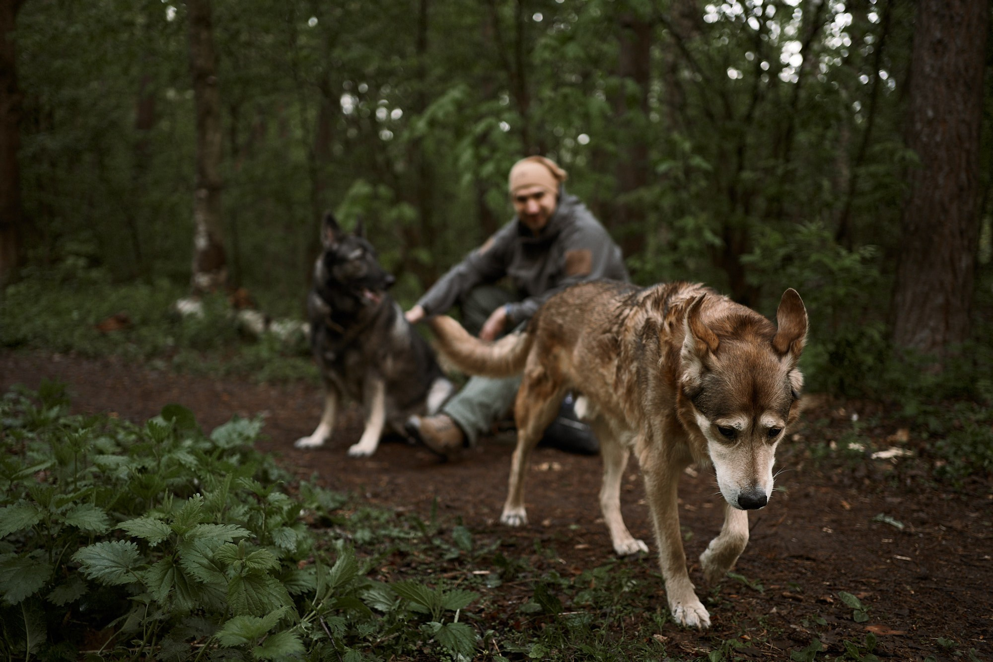 Дима, Рыжий и Воля. Фотограф анималист Москва Дарья