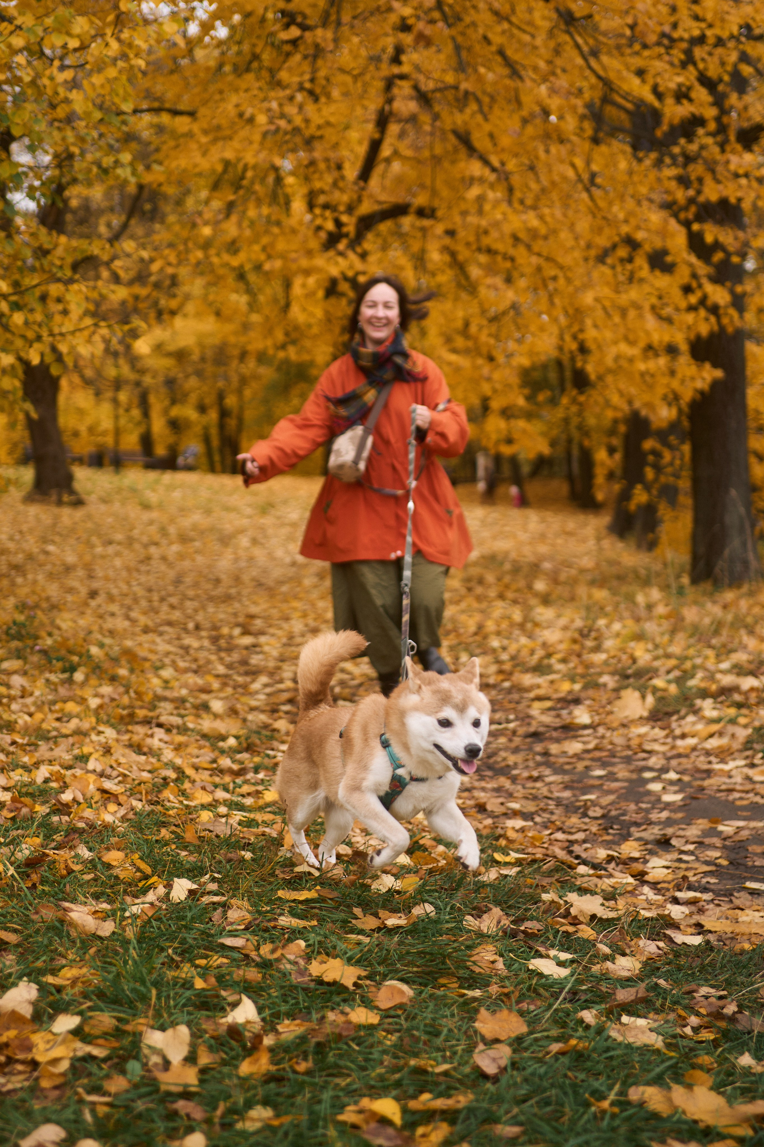 Осенние Уши. Фотограф анималист Москва Дарья