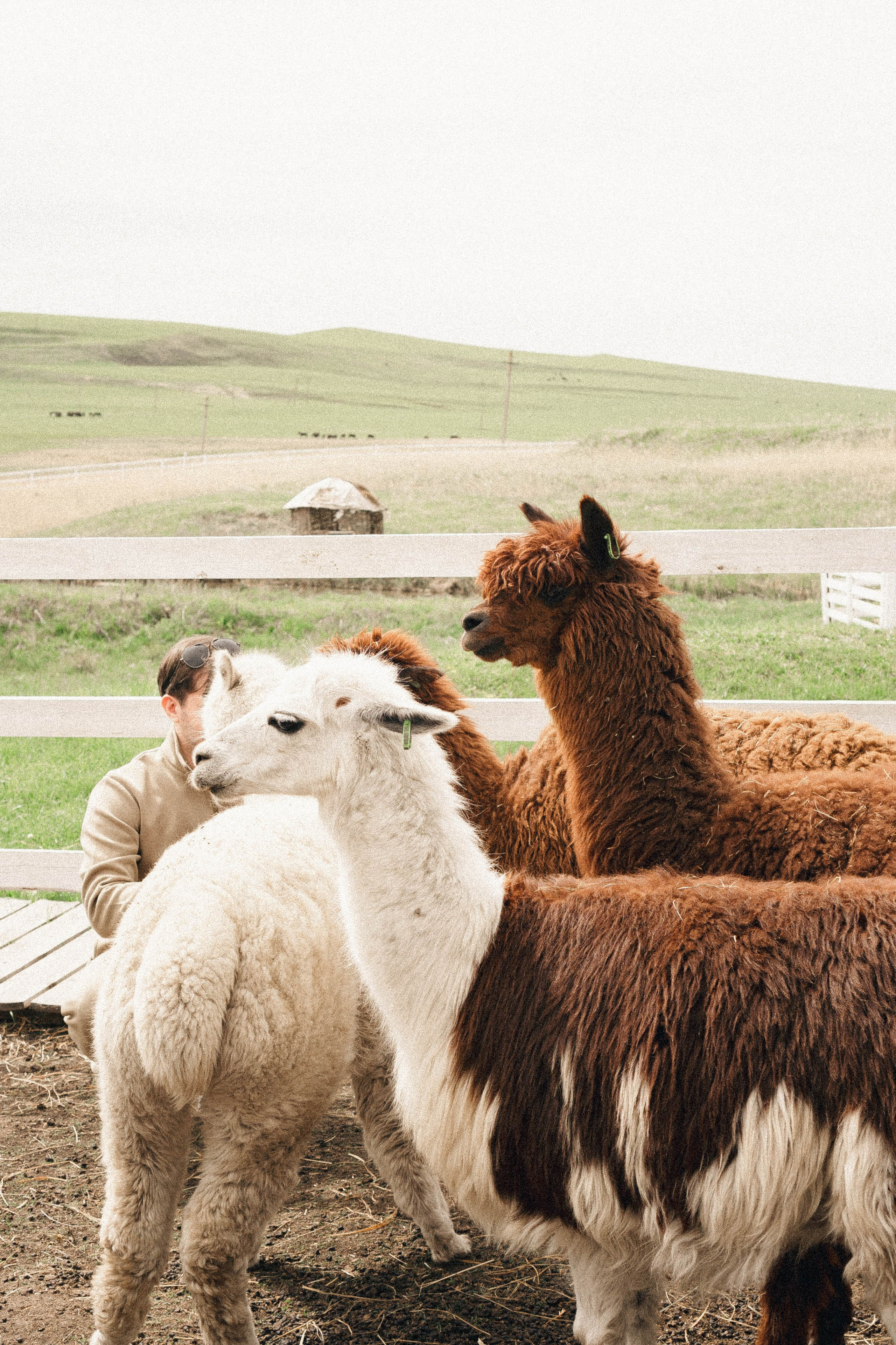 Ферма Альпак. Профессиональный фотограф, Санкт-Петербург — Виктория Богомолова