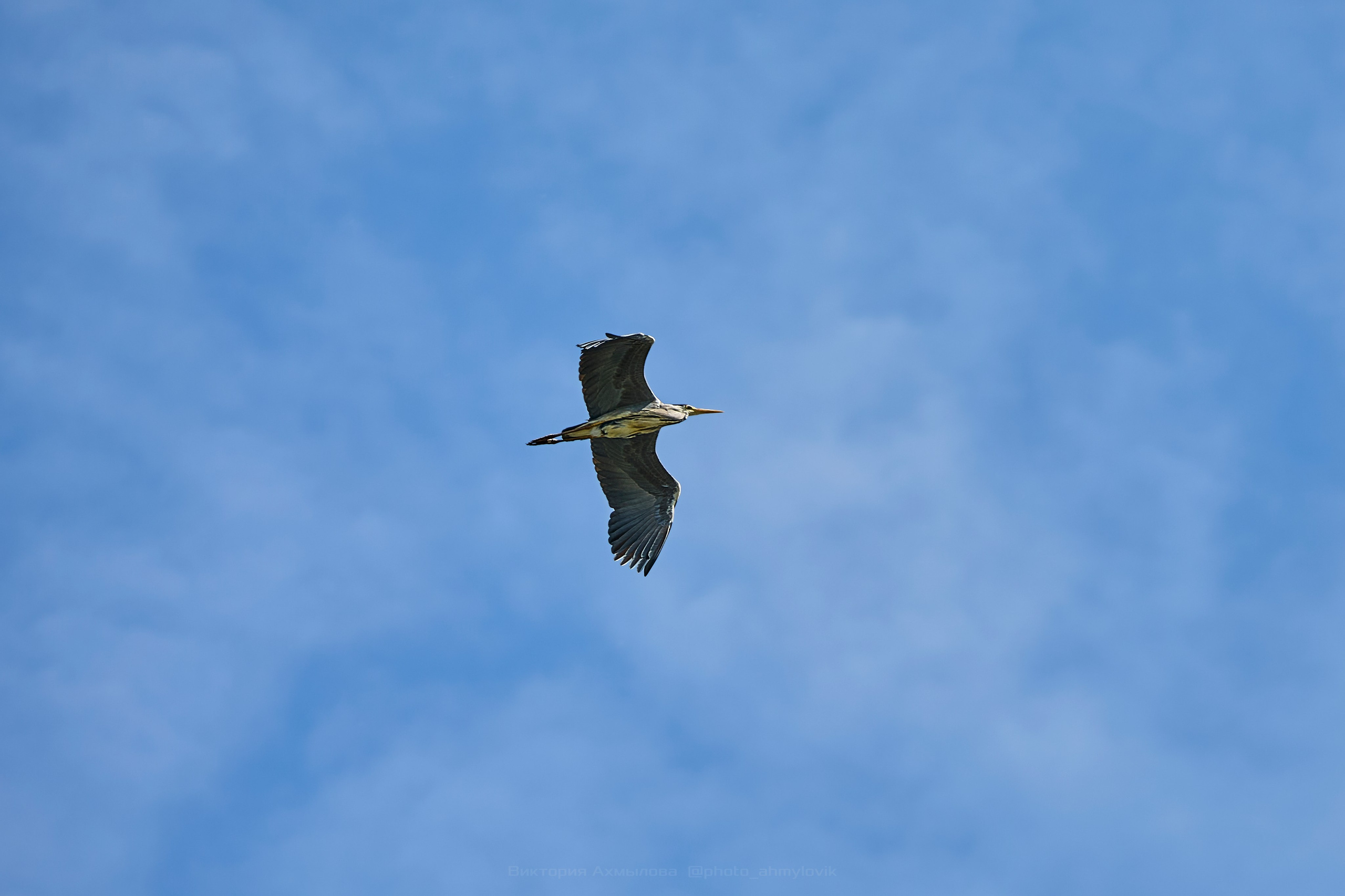 Фауна. Виктория Ахмылова. Фотограф в Москве