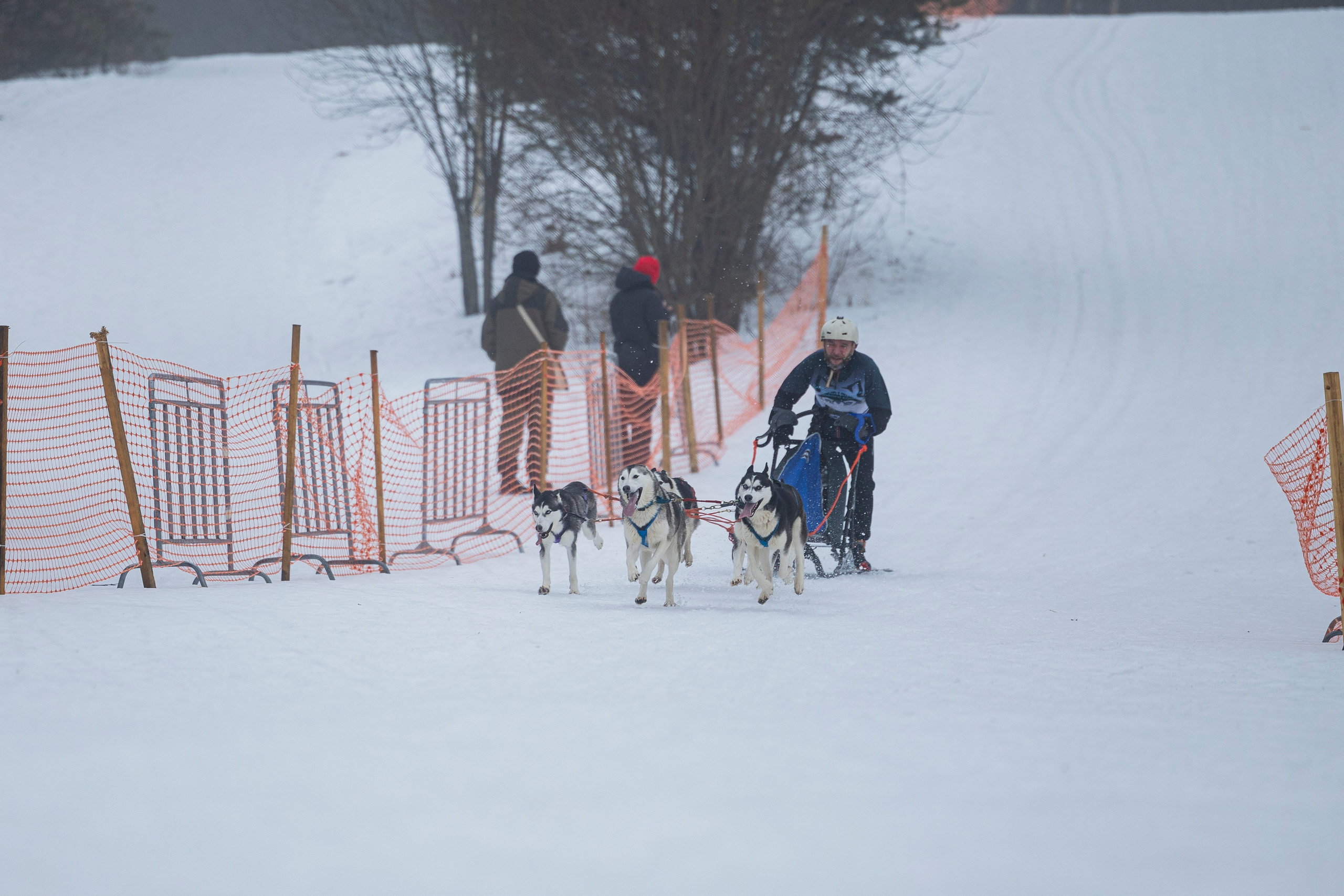 Зимний Чемпионат Санкт-Петербурга по ездовому спорту. Фотограф-анималист Анна Маринич