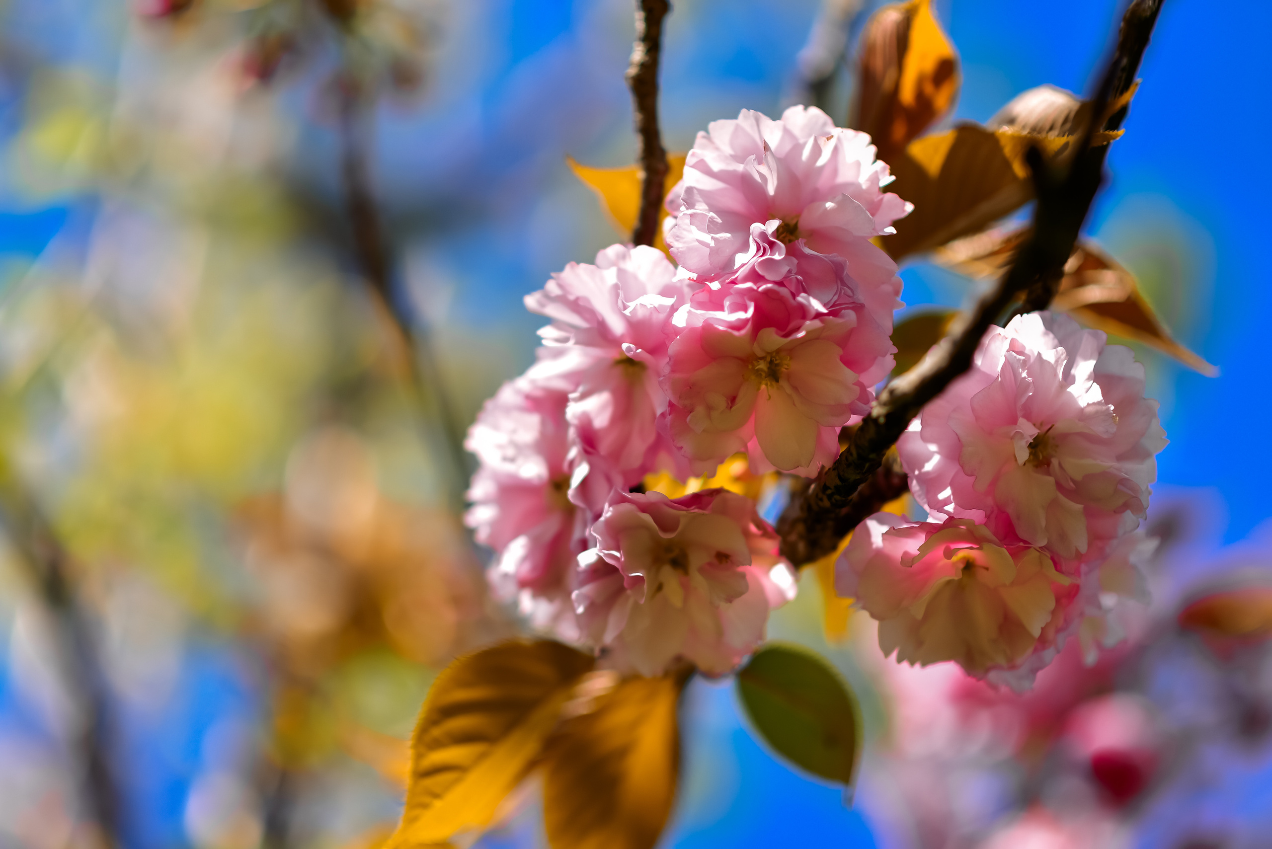 Свадебные прогулки. Семейный и женский фотограф Лоо Краснодар Сочи Энем Татьяна Трибурт
