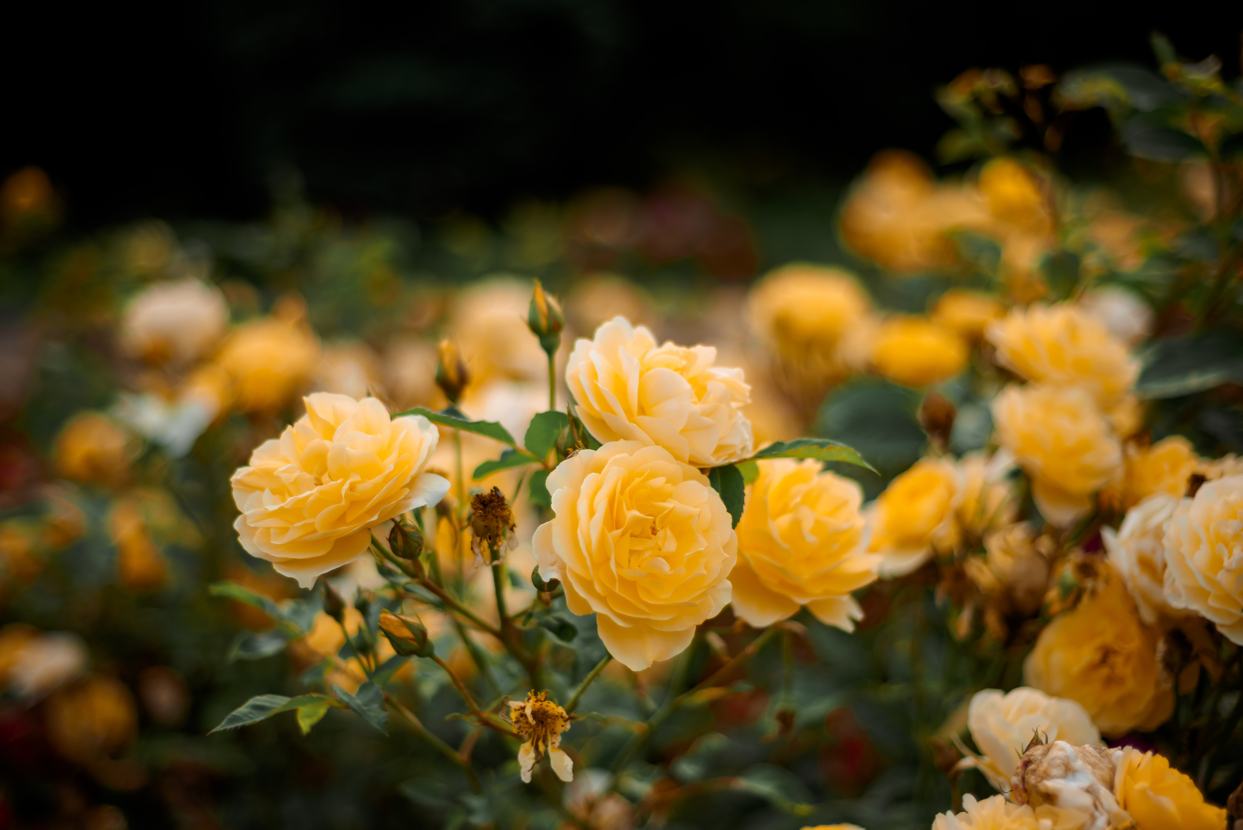 Контент. Семейный и женский фотограф Лоо Краснодар Сочи Энем Татьяна Трибурт