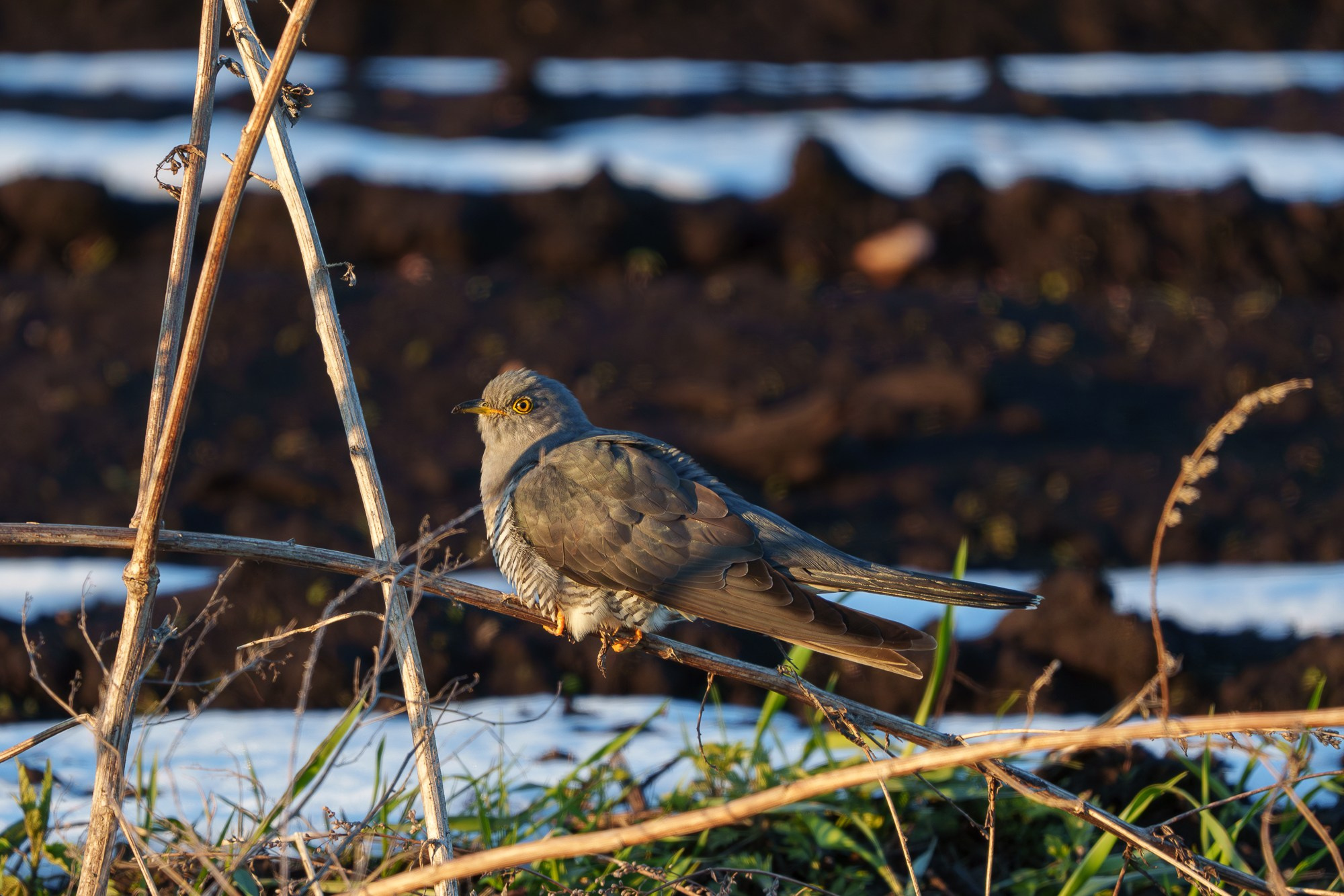 Удивительные мир птиц. Вокруг нас столько прекрасного — присмотритесь!. Ваш личный фотограф Марина Волкова