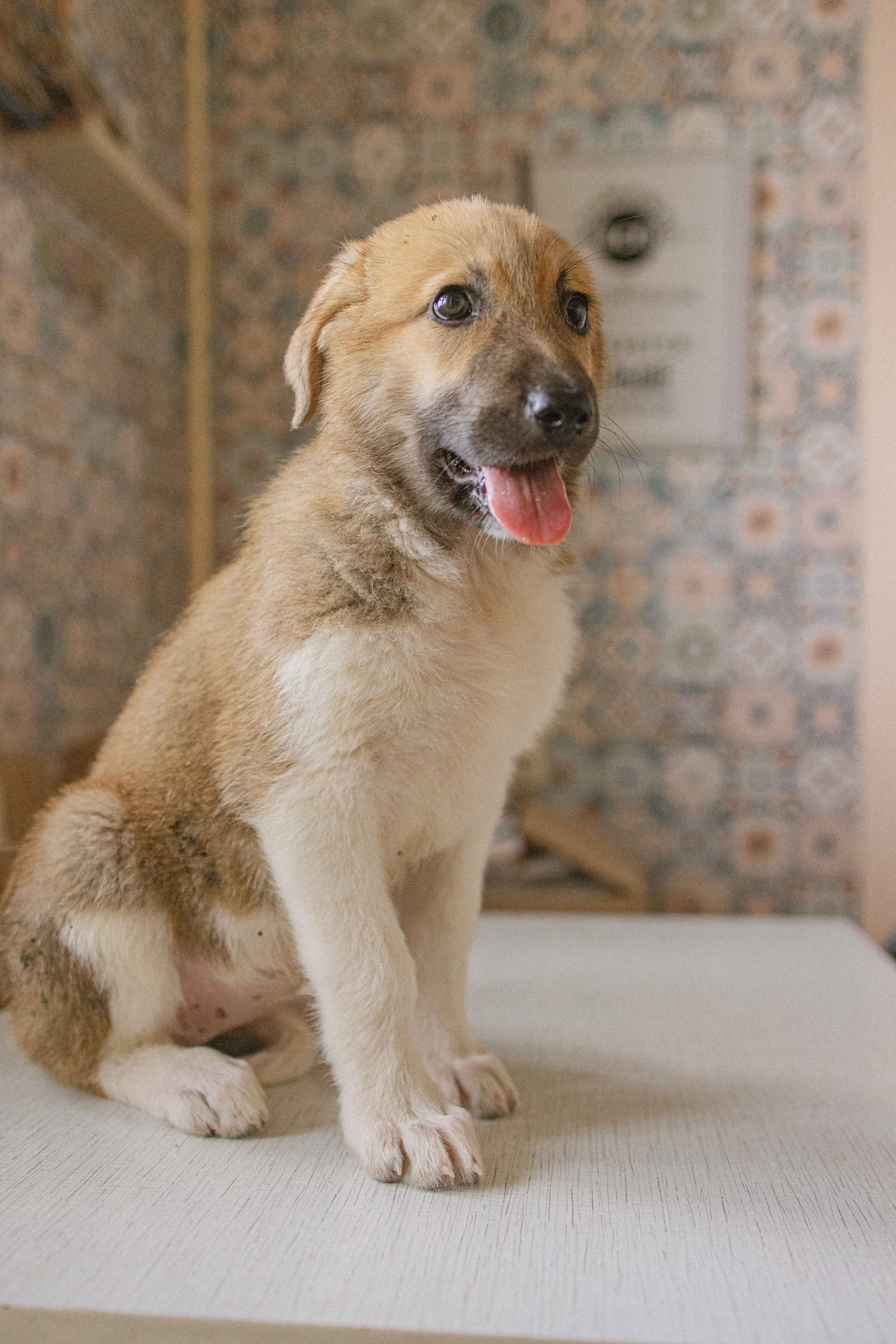 Щеночки на кухне. Фотограф-анималист в Москве Лера Черноног