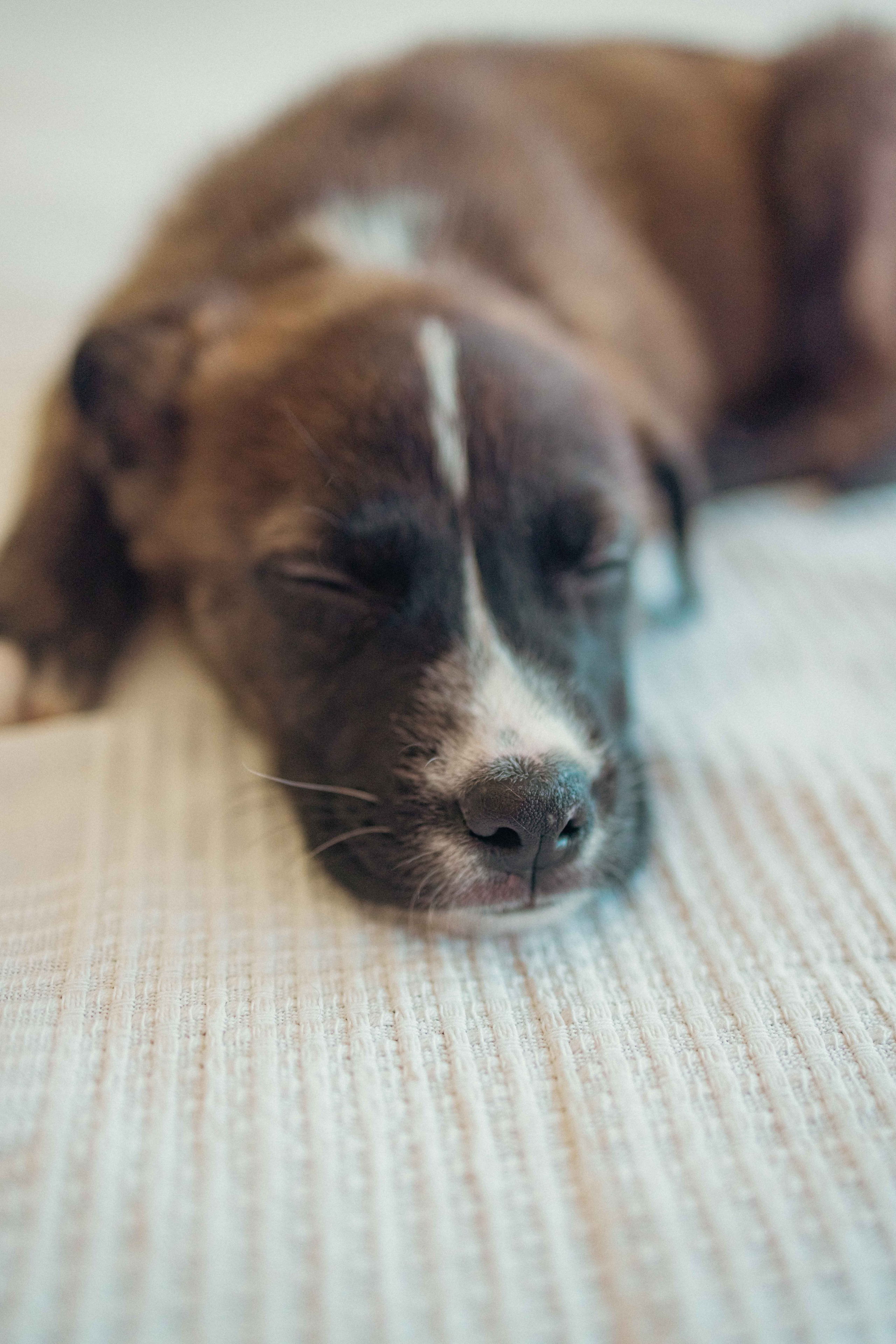Гайка. Фотограф-анималист в Москве Лера Черноног
