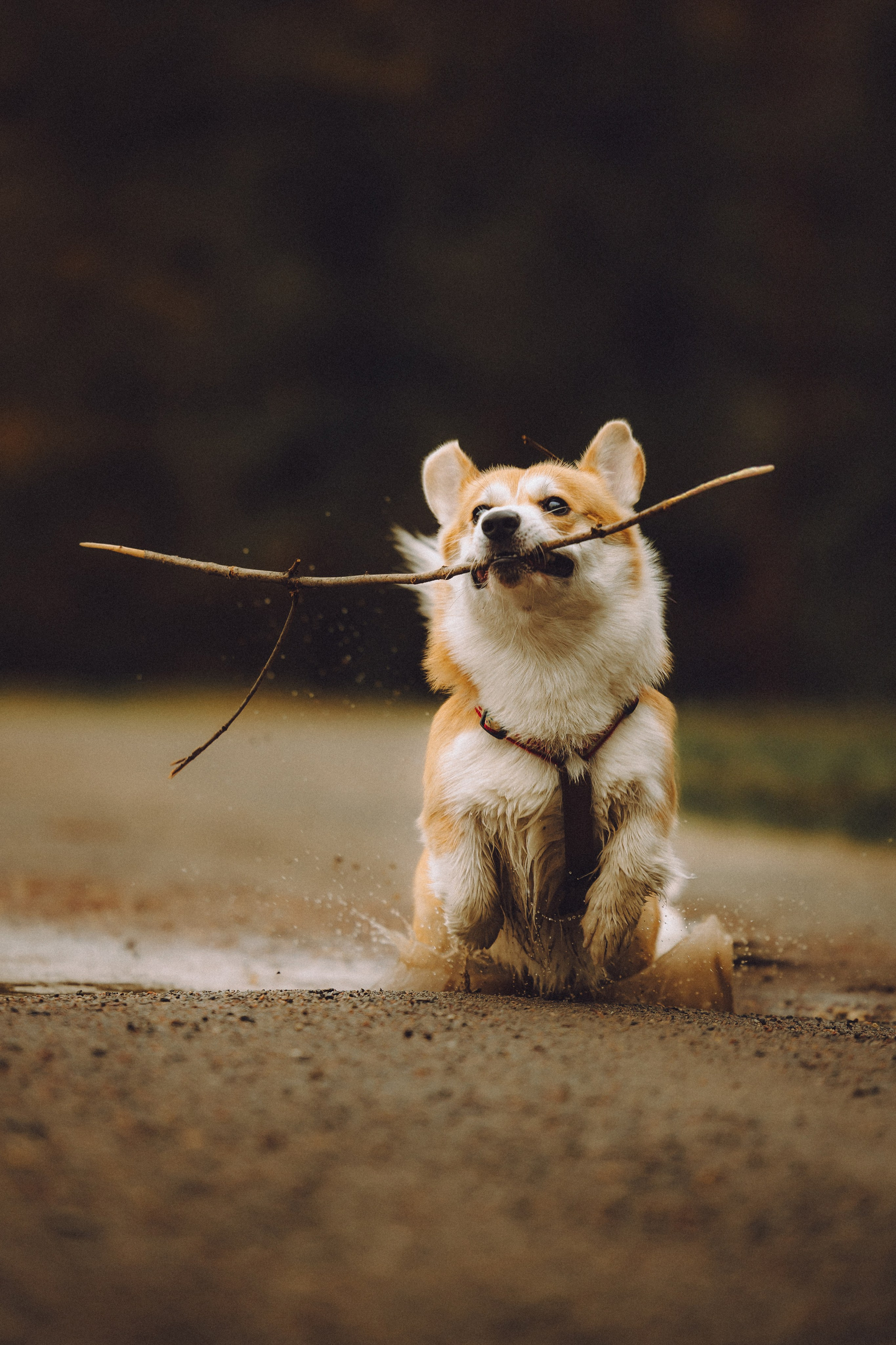 Вирджик и его семья