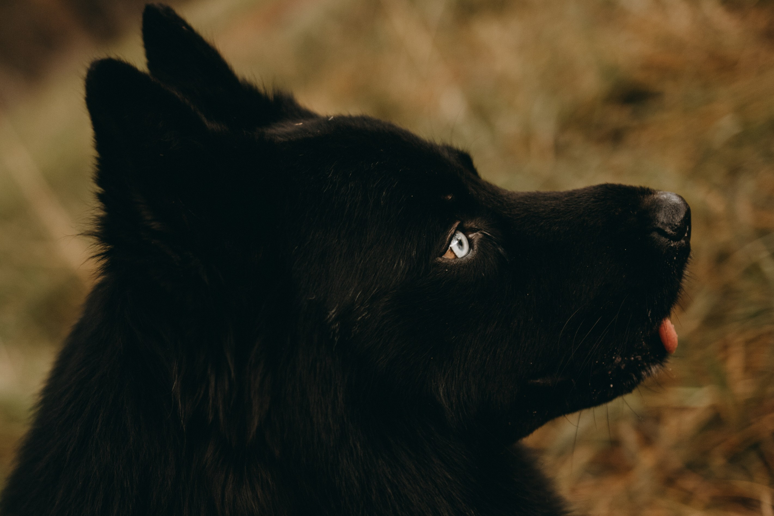 Лора и Джанго. Фотограф — Анималист | Санкт-Петербург