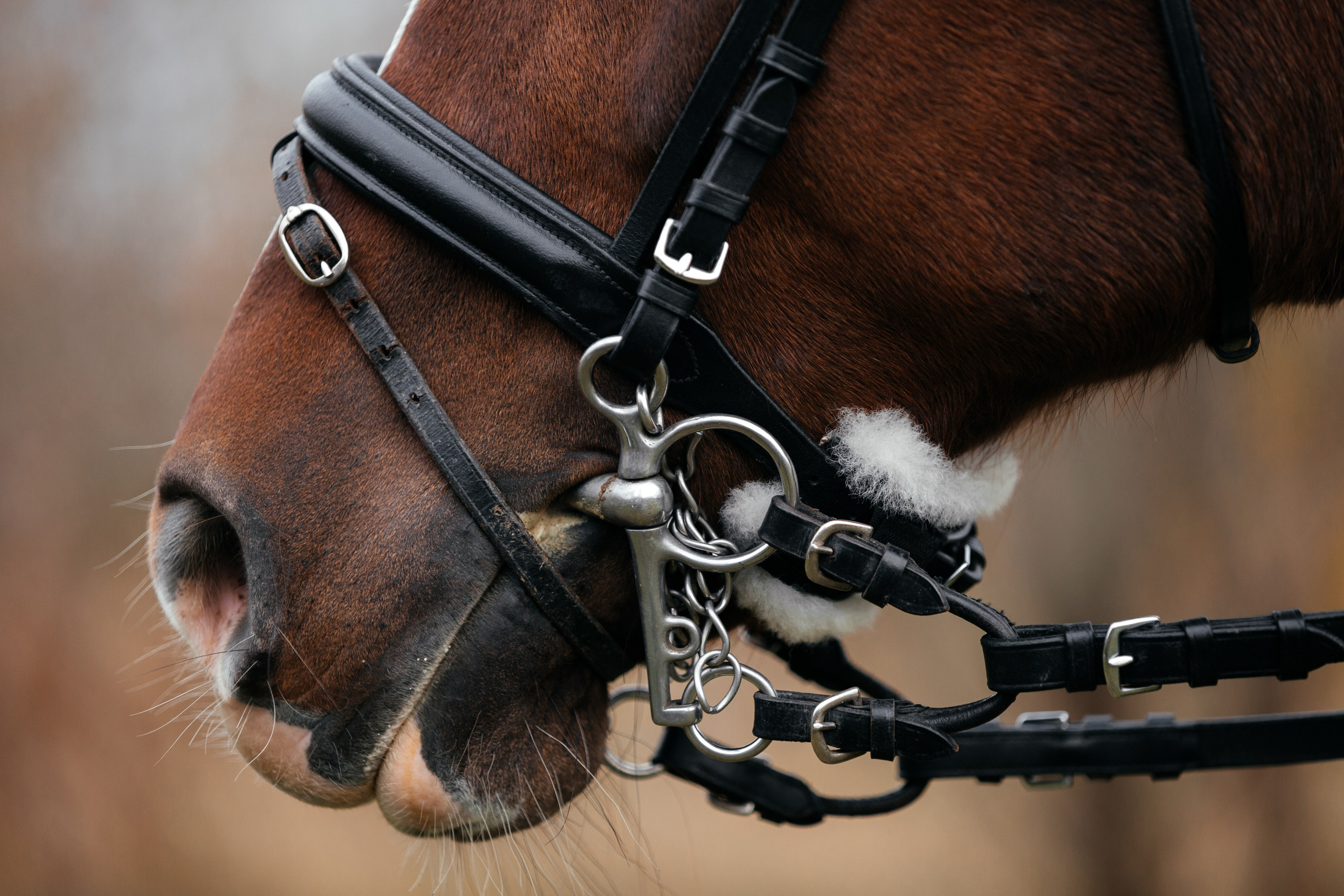 История на конюшне. Фототерапевт Ева Бунеева