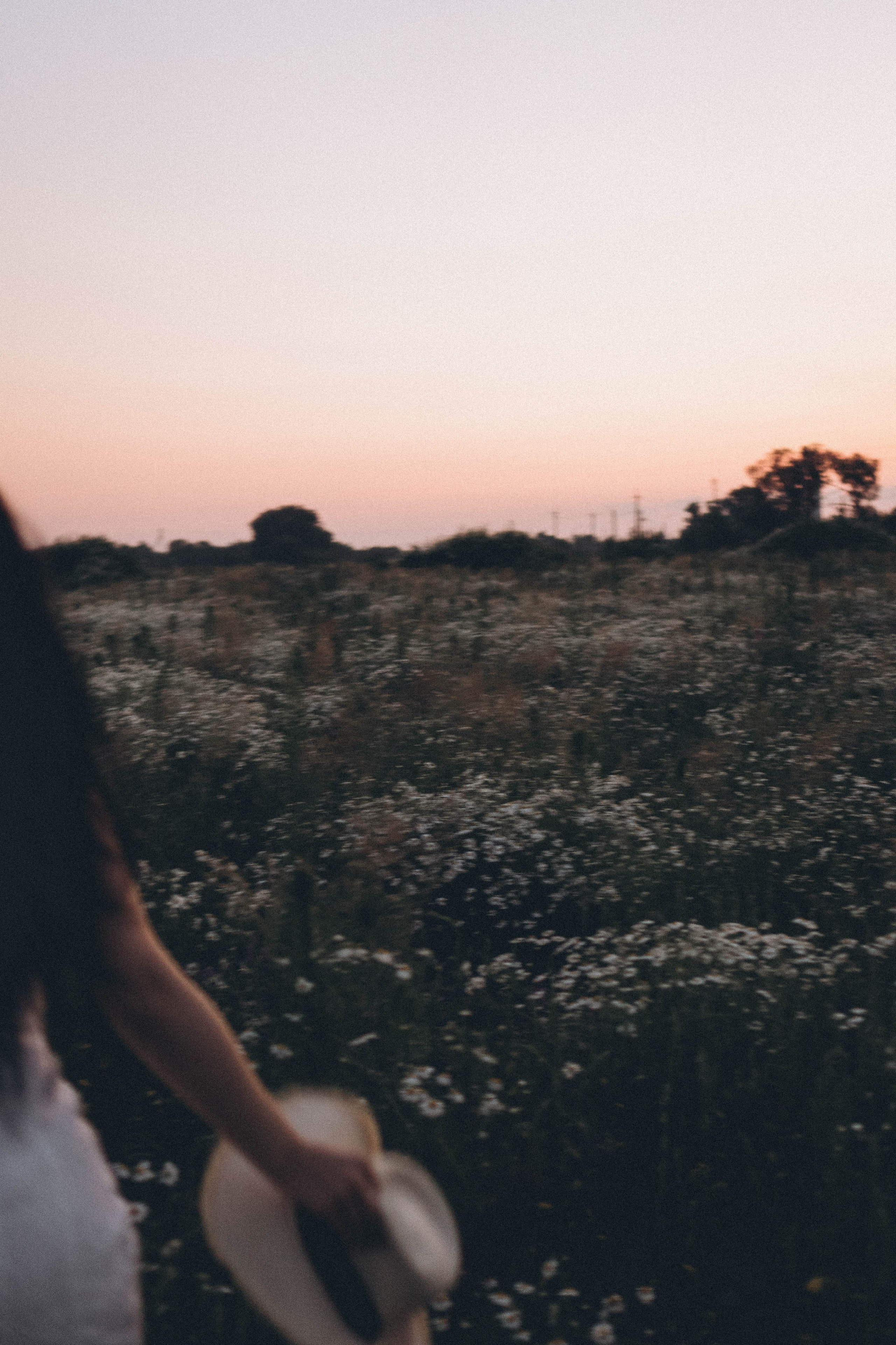 Ромашковое поле. Профессиональный фотограф, Санкт-Петербург — Виктория Богомолова