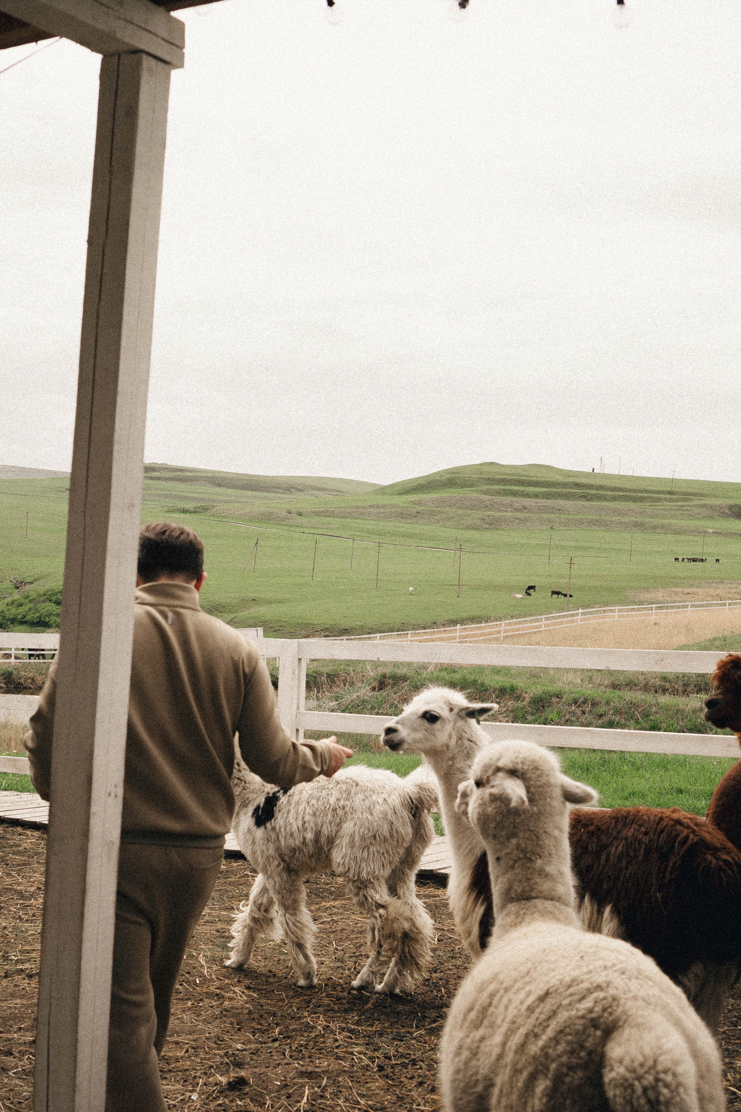 Ферма Альпак. Профессиональный фотограф, Санкт-Петербург — Виктория Богомолова