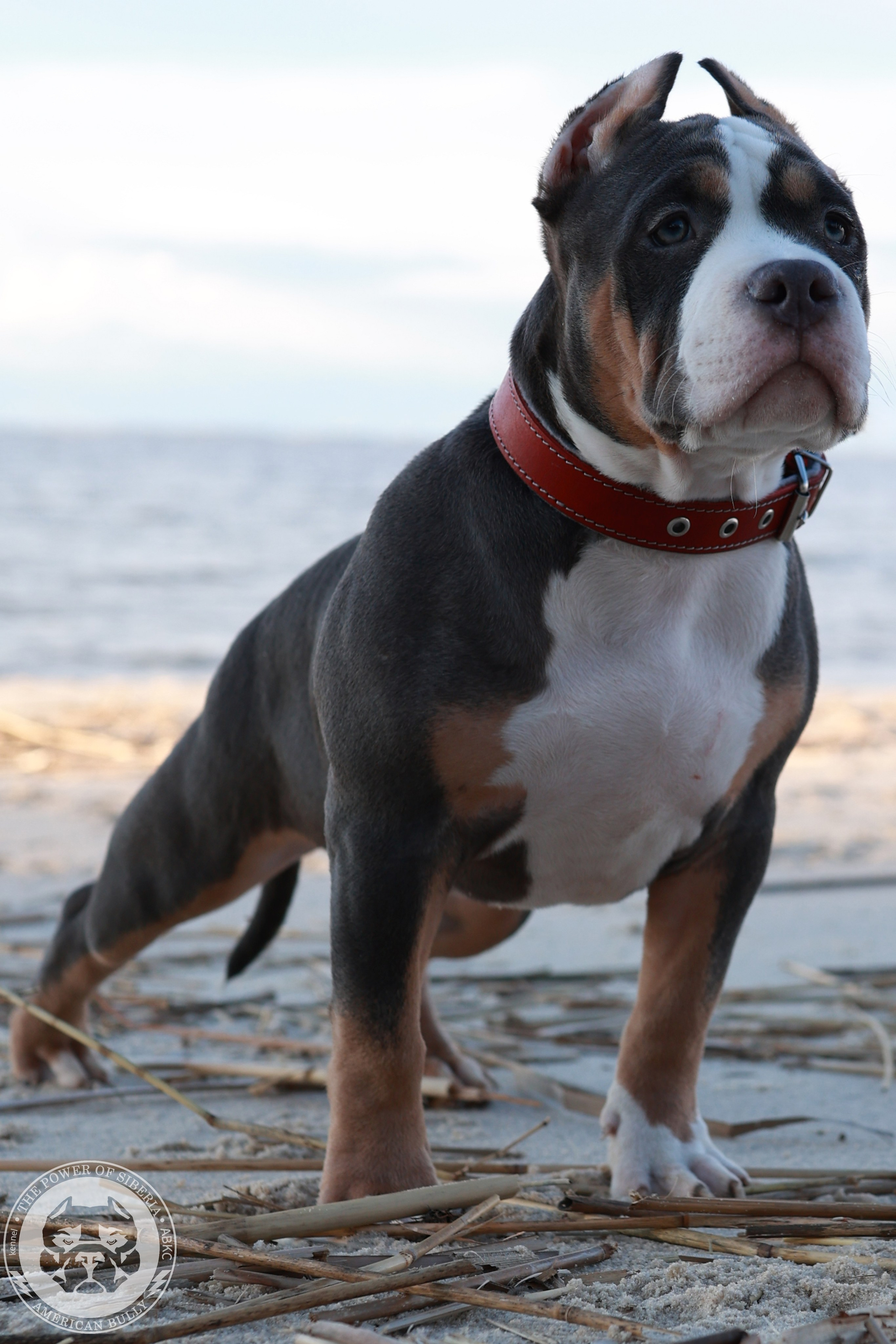 Свободные щенки Американский Булли, в типах покет, классик, стандарт. Американский Булли в г. Ростов-на-Дону. Питомник THE POWER OF SIBERIA