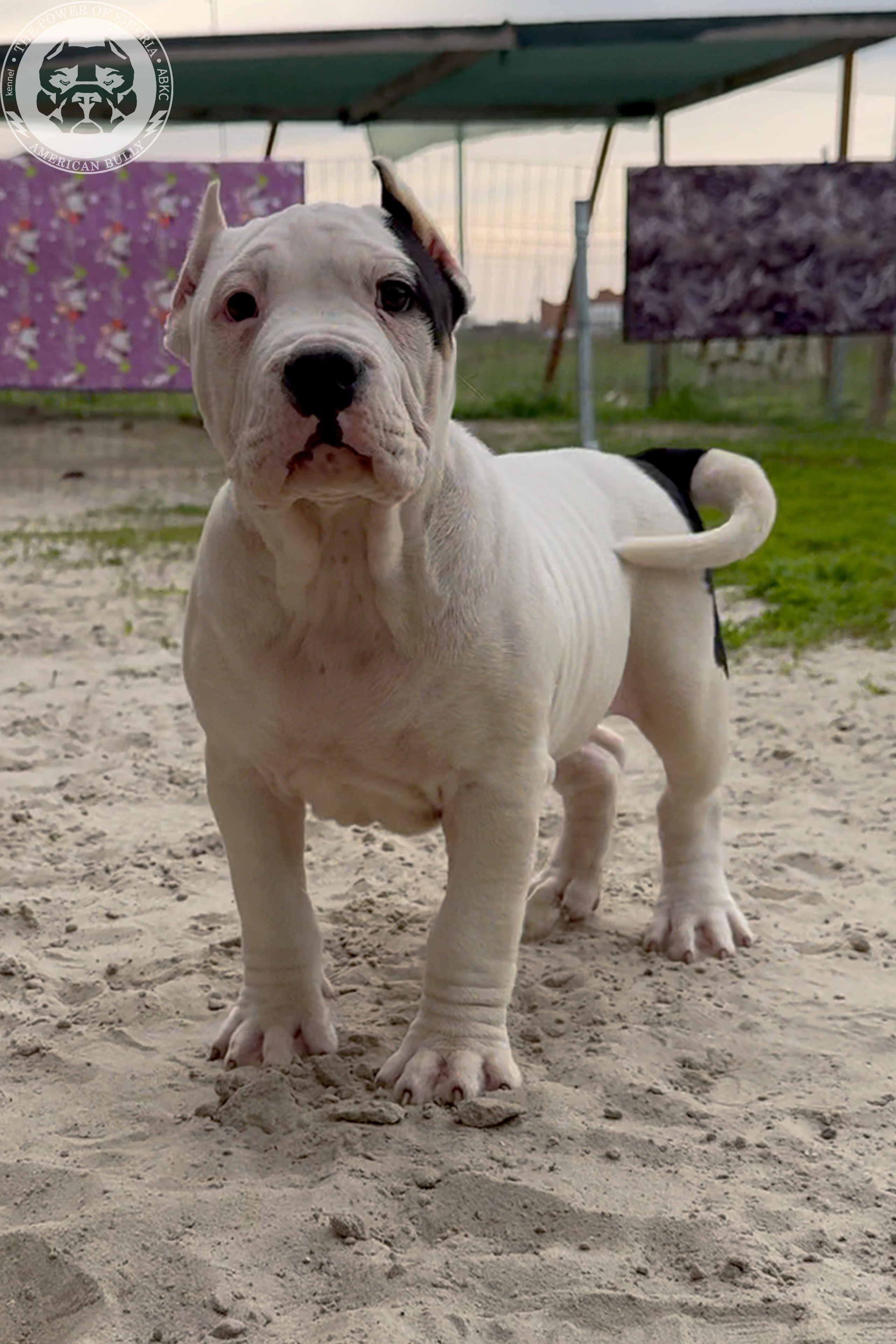 20.01.26-Рокси-Арчи. Американский Булли в г. Ростов-на-Дону. Питомник THE POWER OF SIBERIA