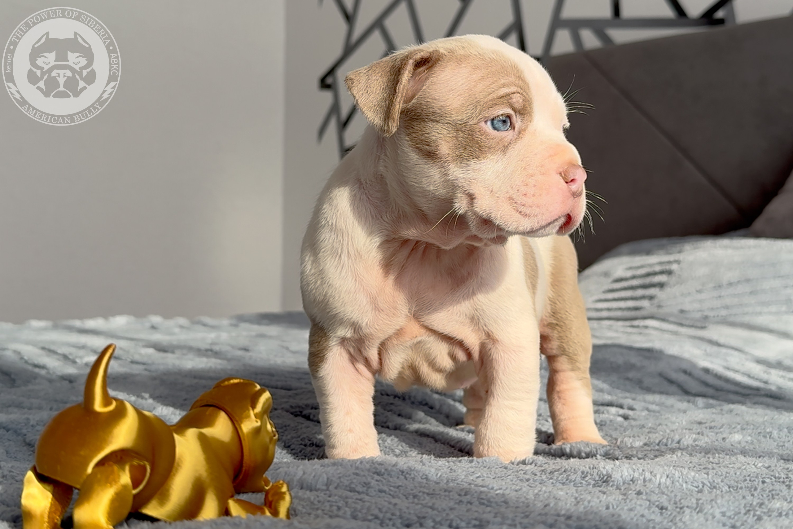 Свободные щенки Американский Булли стандарт и Свободные щенки Американский Булли классик. Американский Булли в г. Ростов-на-Дону. Питомник THE POWER OF SIBERIA